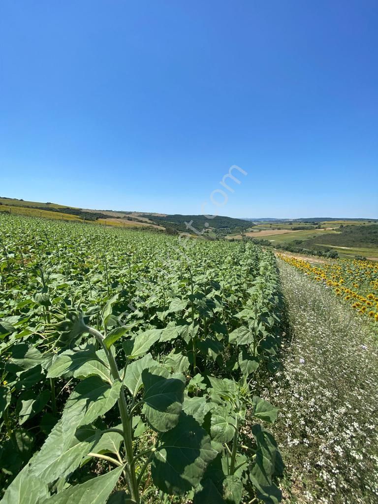 Remax Ahmet'ten Satılık 1.362 M2 Tarla Arnavutköy/yassıören Mh. - Görsel 10