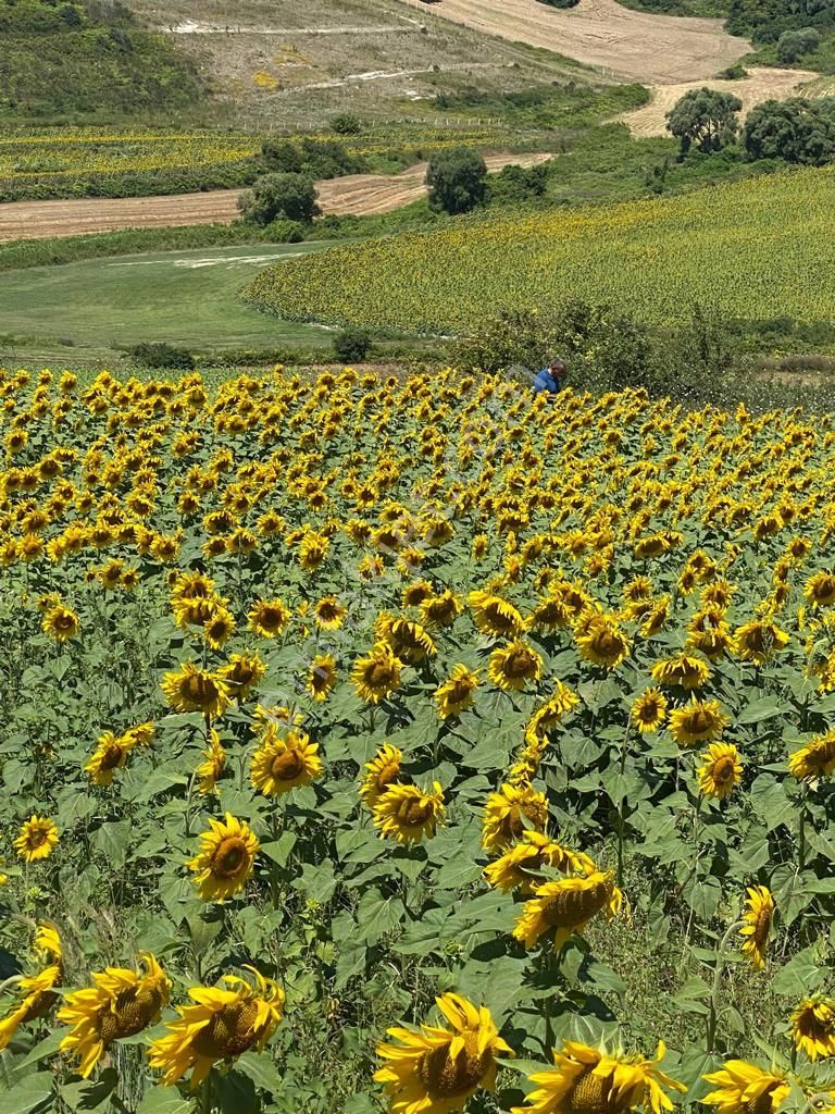 Remax Ahmet'ten Satılık 1.362 M2 Tarla Arnavutköy/yassıören Mh. - Görsel 12