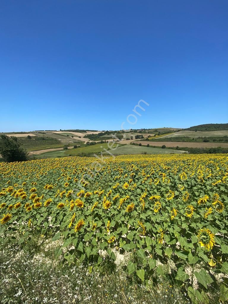 Remax Ahmet'ten Satılık 1.362 M2 Tarla Arnavutköy/yassıören Mh. - Görsel 8