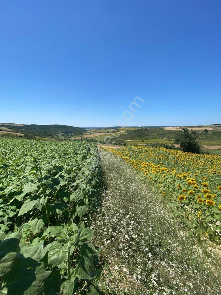 Remax Ahmet'ten Satılık 1.362 M2 Tarla Arnavutköy/yassıören Mh. - Görsel 9