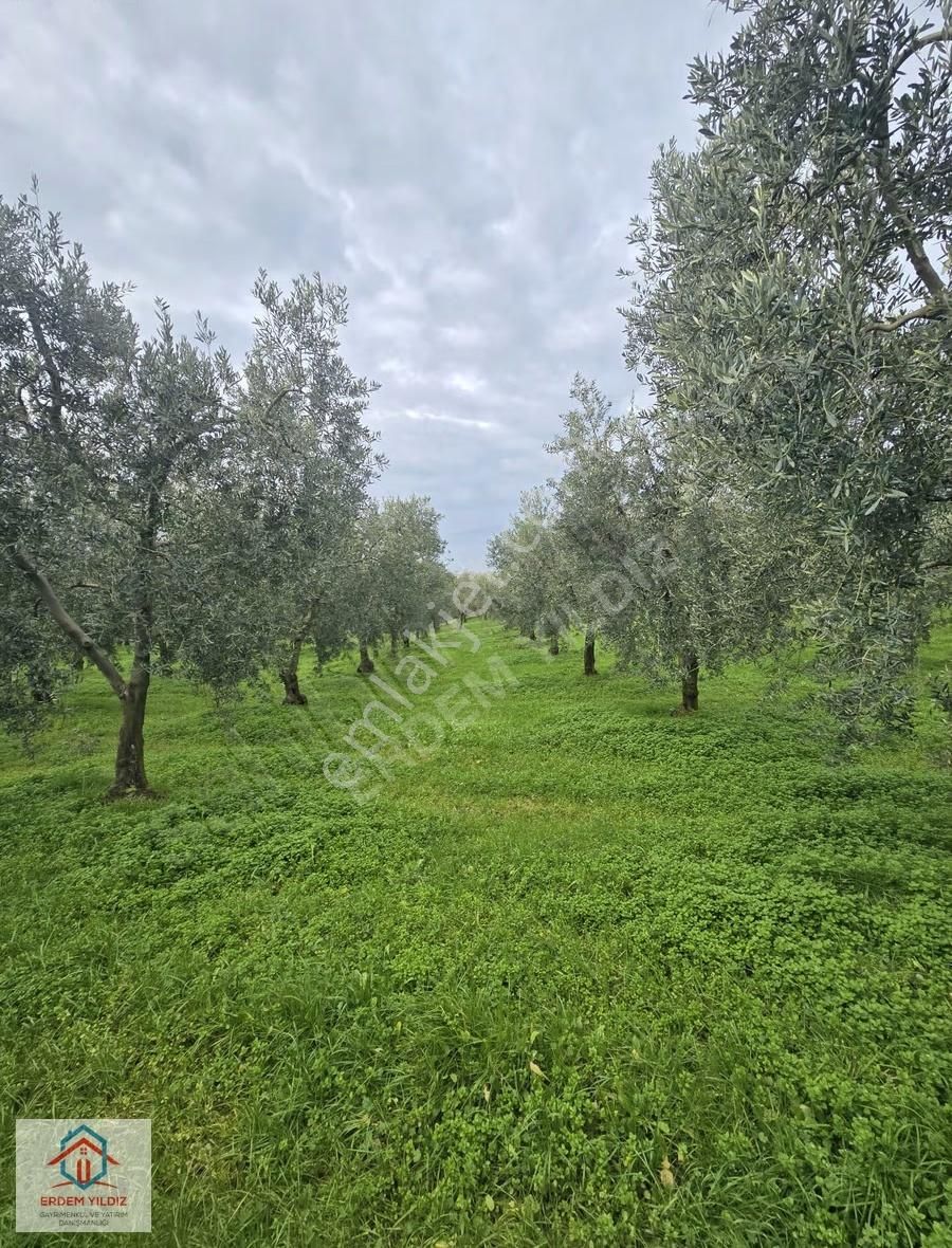 Erdem Yıldız'dan Göl Manzaralı Çok Bakımlı Yan Yana 2 Adet Arazi - Görsel 3