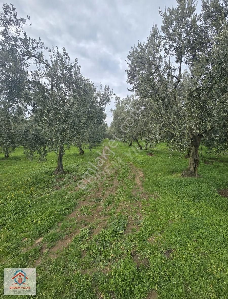 Erdem Yıldız'dan Göl Manzaralı Çok Bakımlı Yan Yana 2 Adet Arazi - Görsel 17