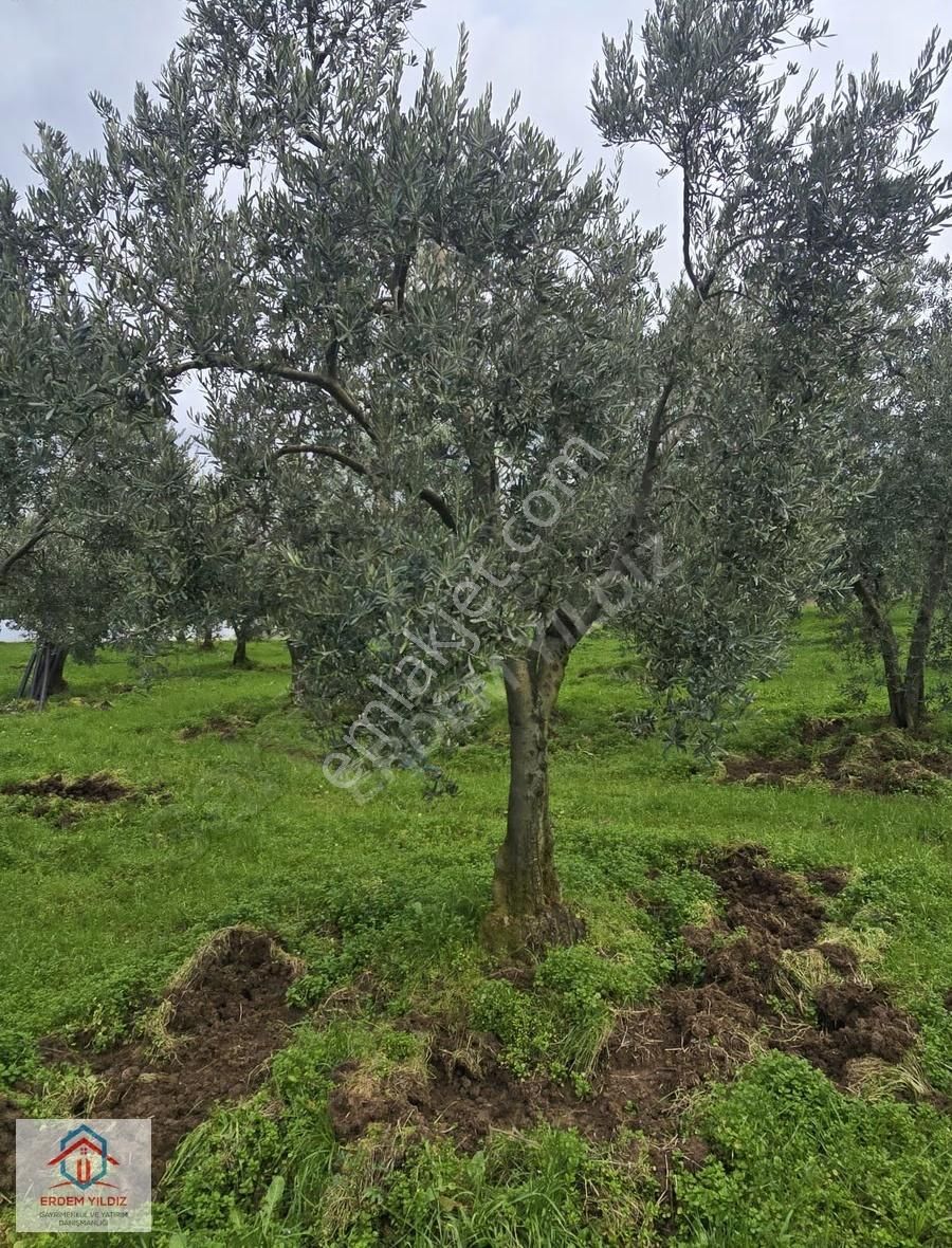 Erdem Yıldız'dan Göl Manzaralı Çok Bakımlı Yan Yana 2 Adet Arazi - Görsel 14