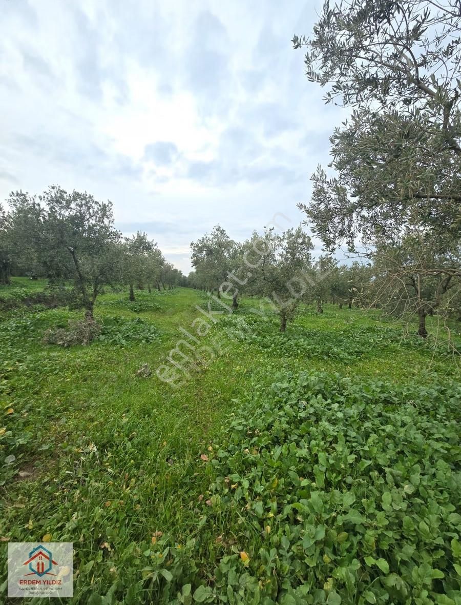 Erdem Yıldız'dan 13.600 M² Göl Manzaralı Suyu Olan 3 Adet Tarla - Görsel 6