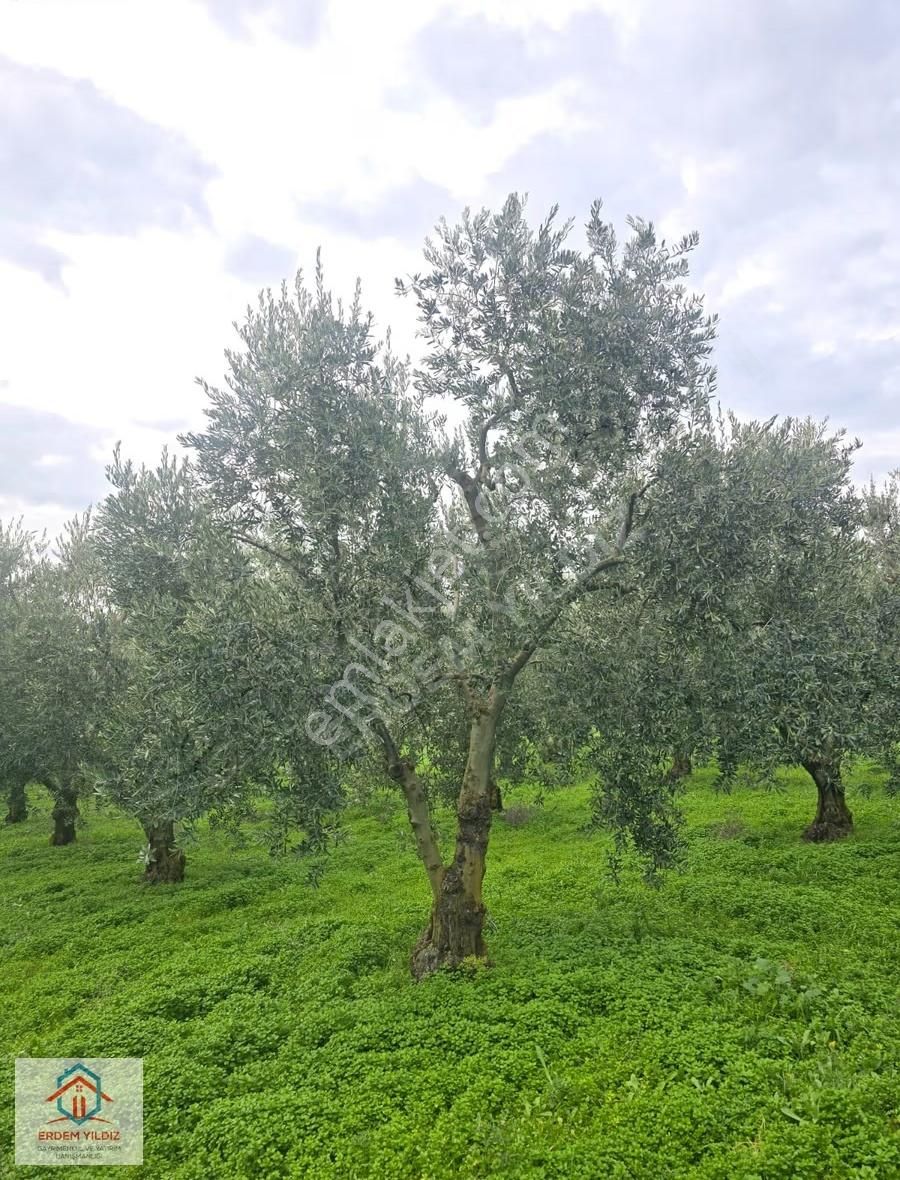 Erdem Yıldız'dan İmar Alanına Komşu! İznikte Yatırımlık Arsa - Görsel 3
