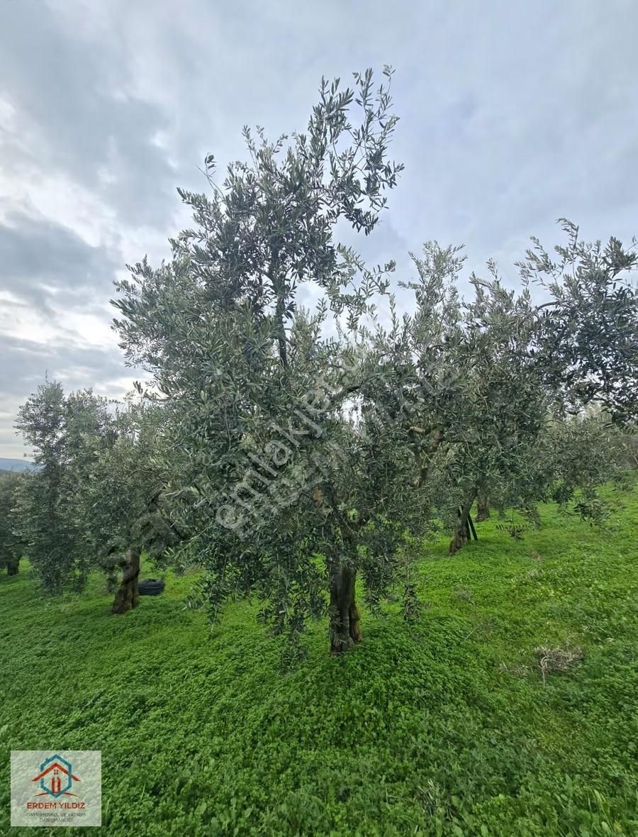 Erdem Yıldız'dan İmar Alanına Komşu! İznikte Yatırımlık Arsa - Görsel 15