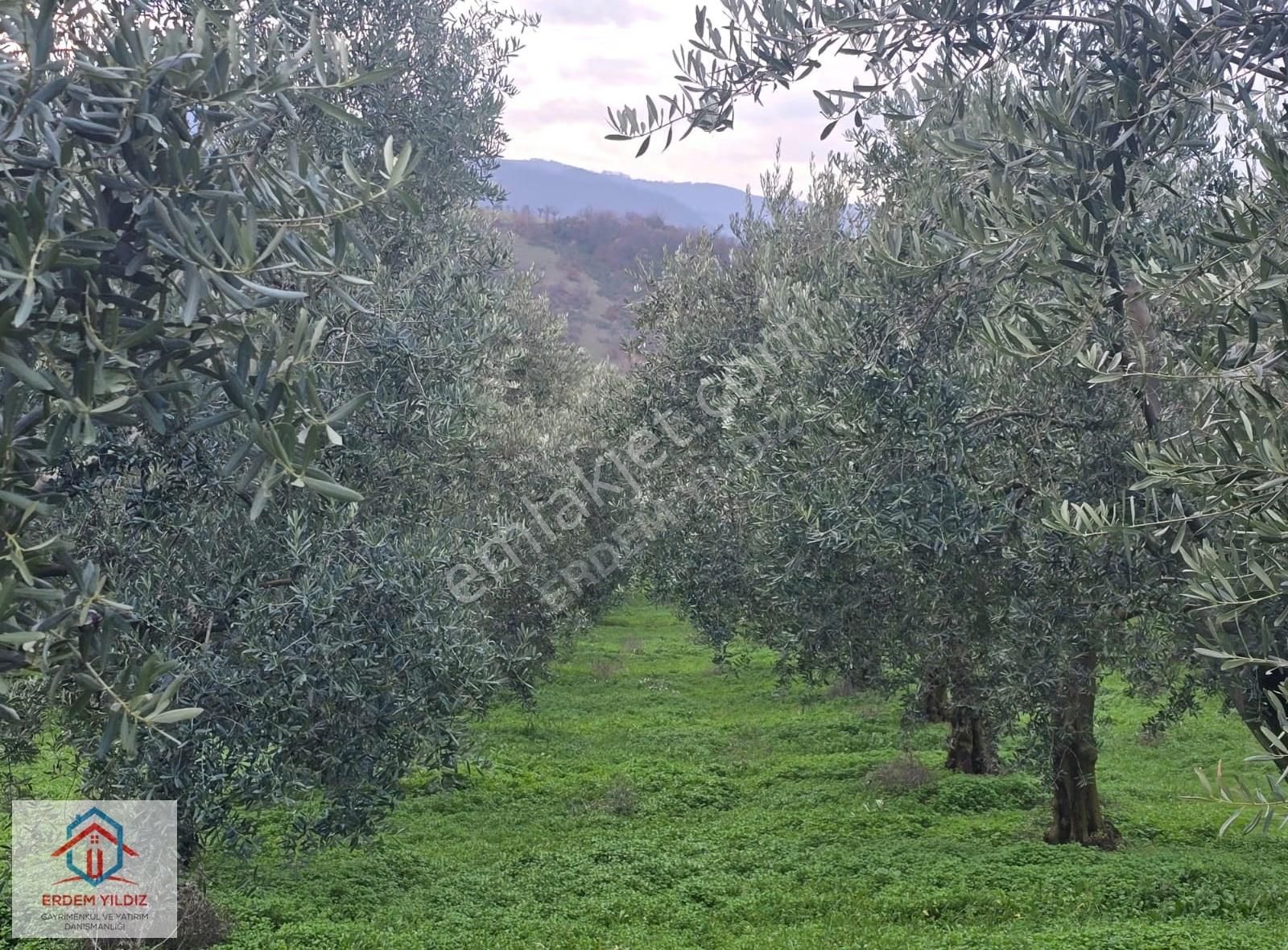 Erdem Yıldız'dan İmar Alanına Komşu! İznikte Yatırımlık Arsa - Görsel 24