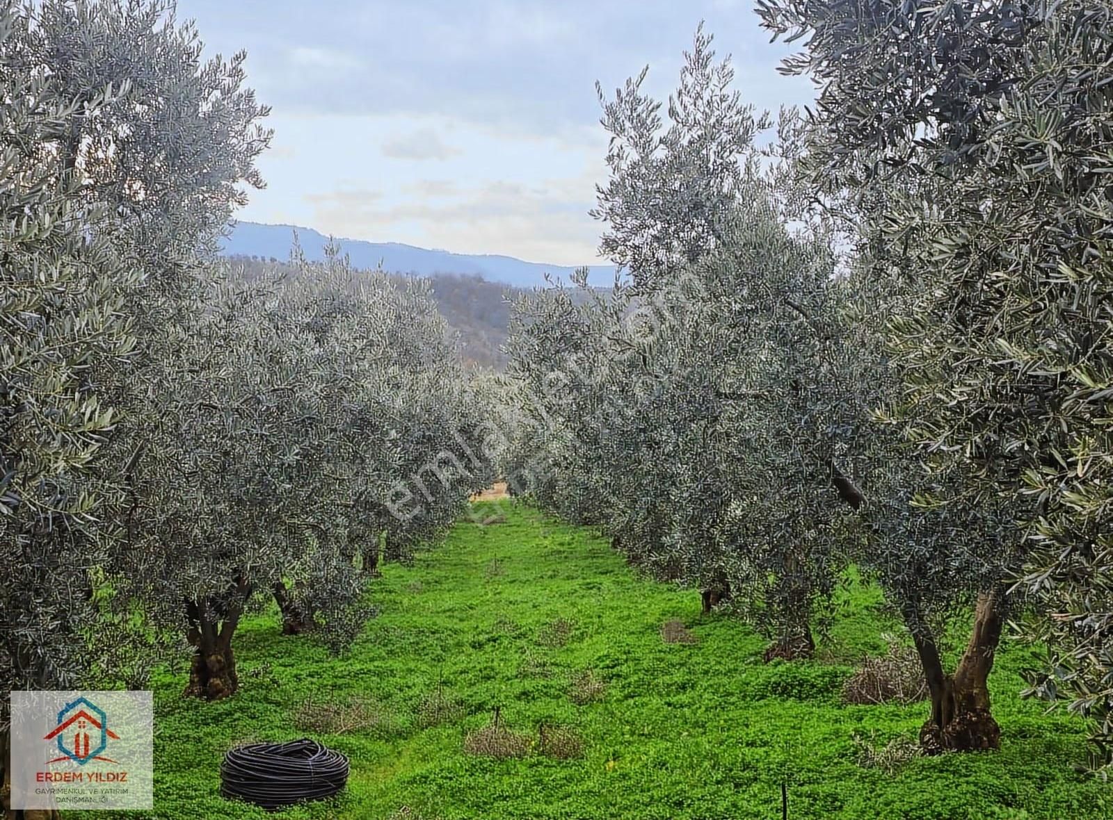 Erdem Yıldız'dan İmar Alanına Komşu! İznikte Yatırımlık Arsa - Görsel 17