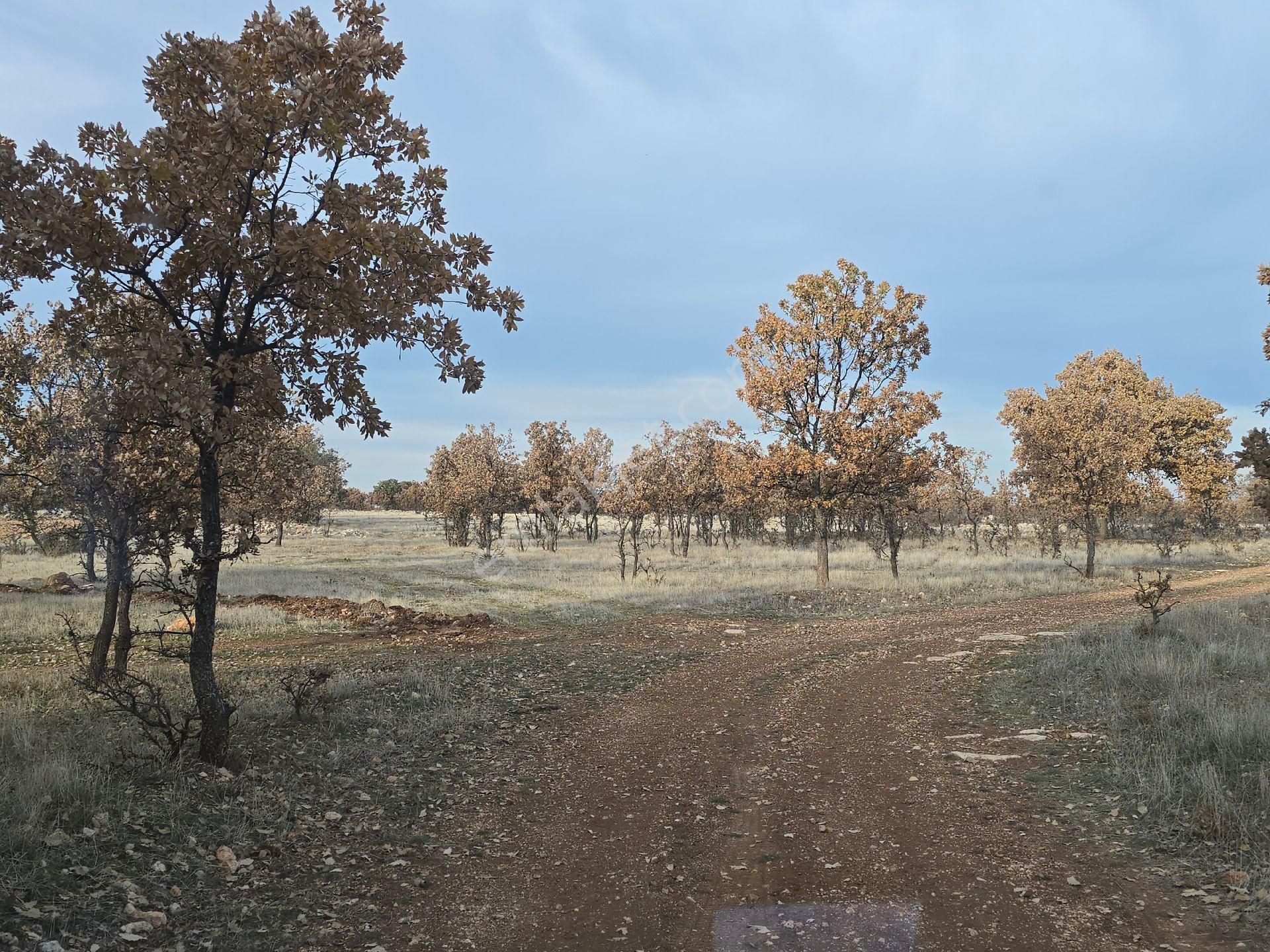 Denizli Bekilli Kutlubey'de 3.126 M2 Hobi Bahçesi. Bal Meyve Kümes Besiye Uygun. Açıklamayı Okuyunuz - Görsel 7