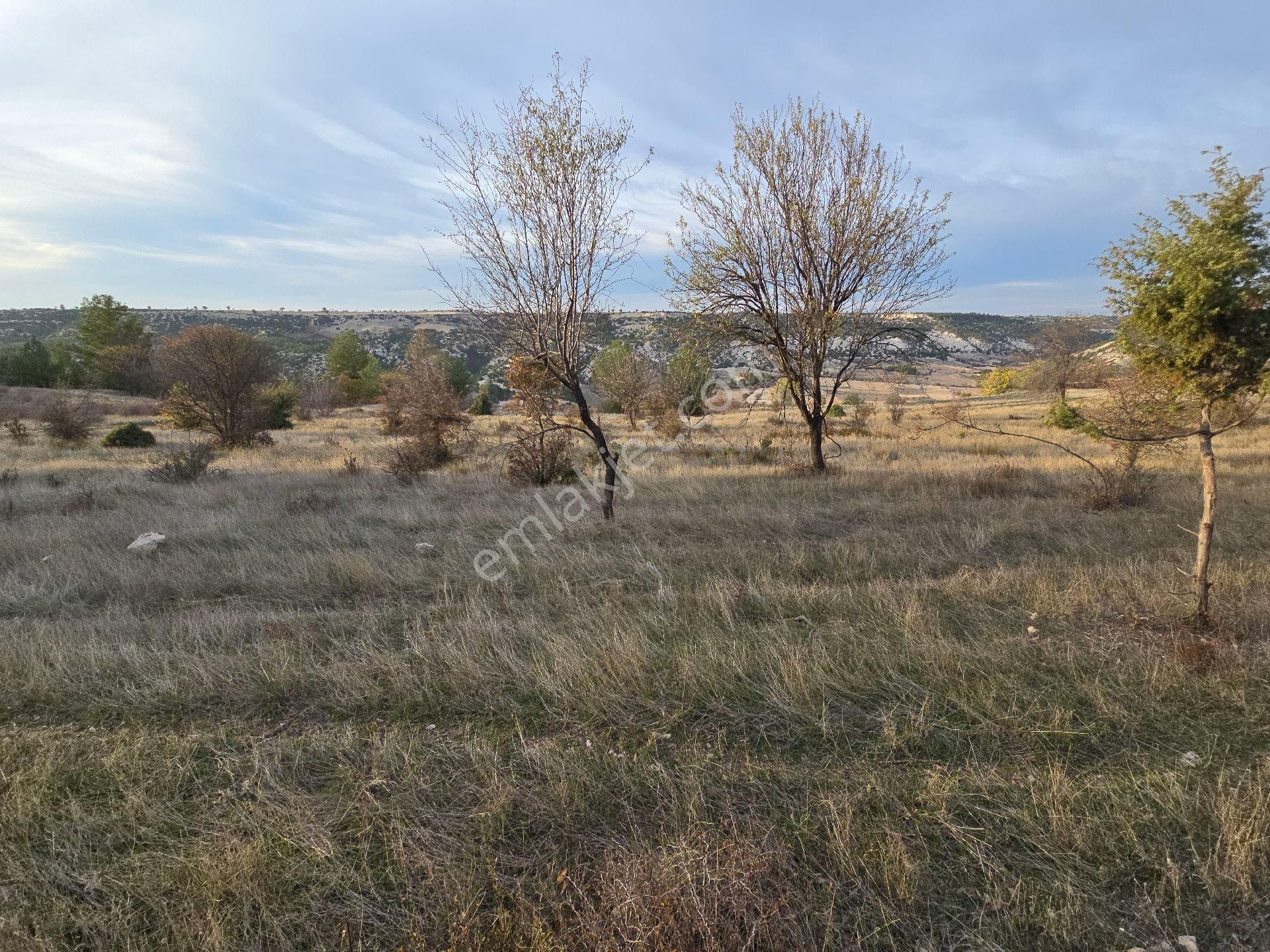 Denizli Bekilli Kutlubey'de 3.126 M2 Hobi Bahçesi. Bal Meyve Kümes Besiye Uygun. Açıklamayı Okuyunuz - Görsel 22
