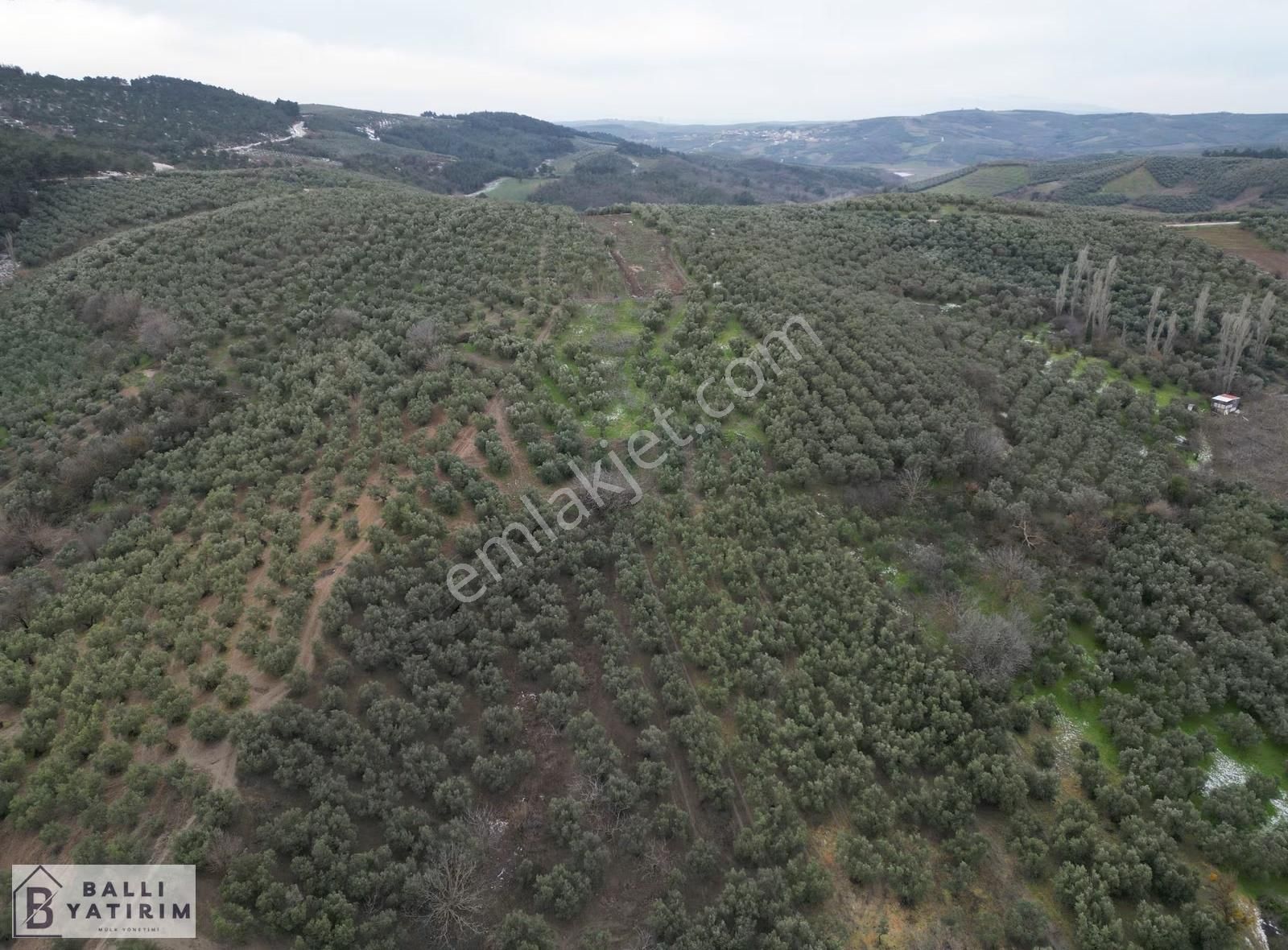 Yatırım Fırsatı / Mudanya Dereköyde Satılık 3927 M2 Zeytinlik - Görsel 14