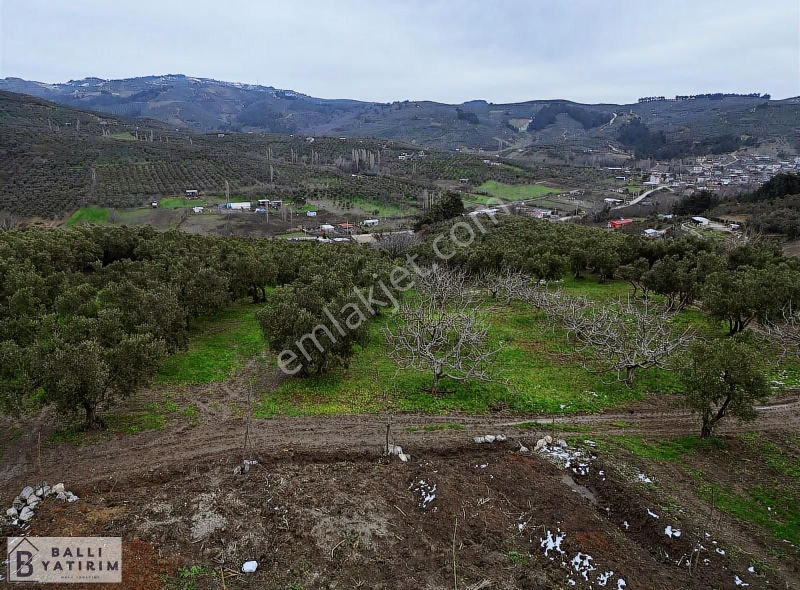 Yatırım Fırsatı / Mudanya Dereköyde Satılık 3927 M2 Zeytinlik - Görsel 8