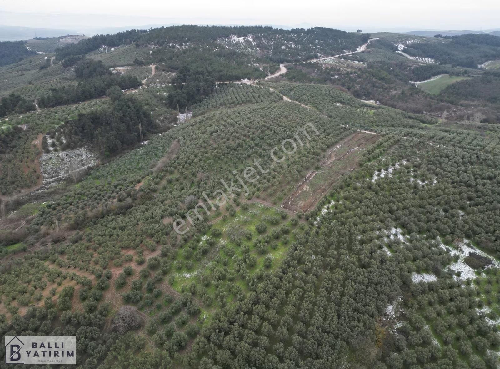Yatırım Fırsatı / Mudanya Dereköyde Satılık 3927 M2 Zeytinlik - Görsel 10