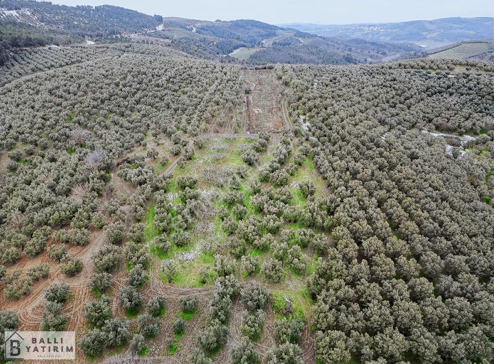 Yatırım Fırsatı / Mudanya Dereköyde Satılık 3927 M2 Zeytinlik - Görsel 9