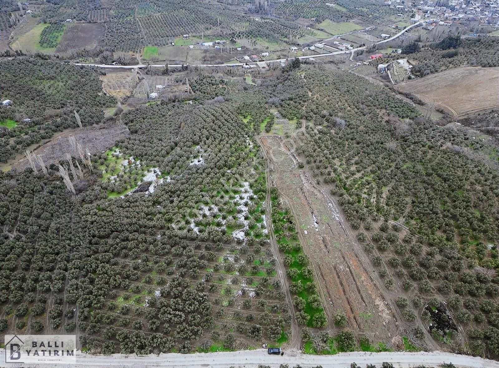Yatırım Fırsatı / Mudanya Dereköyde Satılık 3927 M2 Zeytinlik - Görsel 6