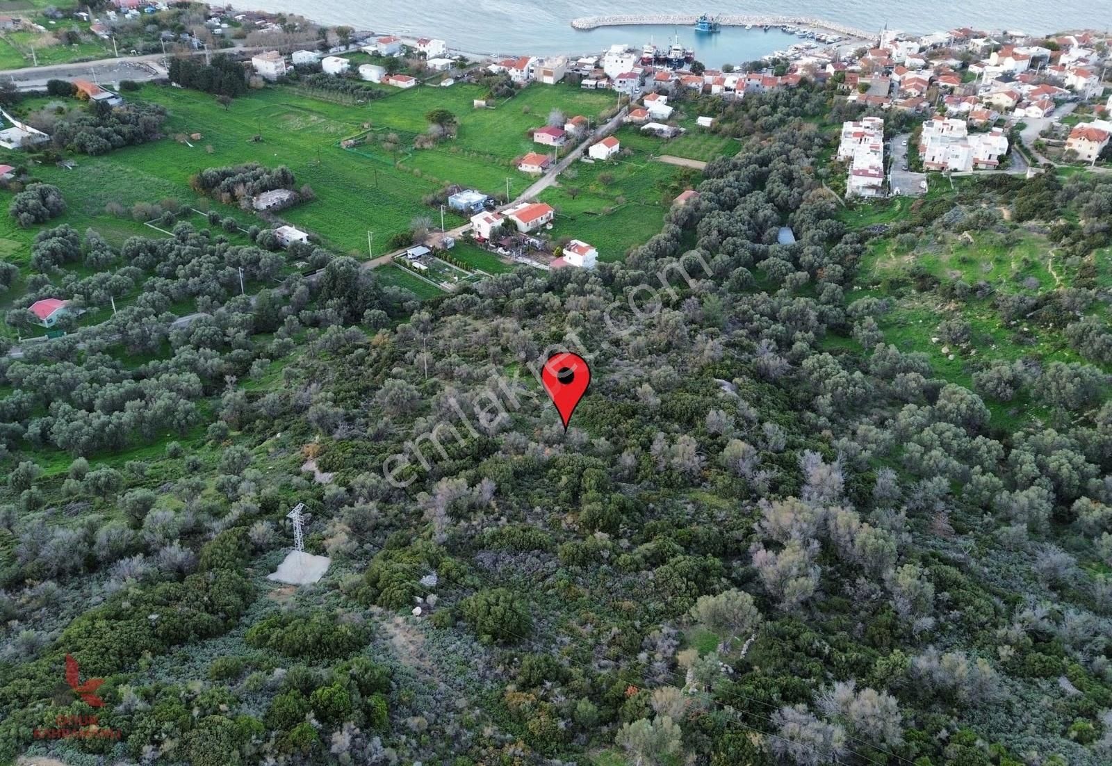 Karaburun'da Deniz Manzaralı 3193 M² Zeytinlik - Denize 350m
