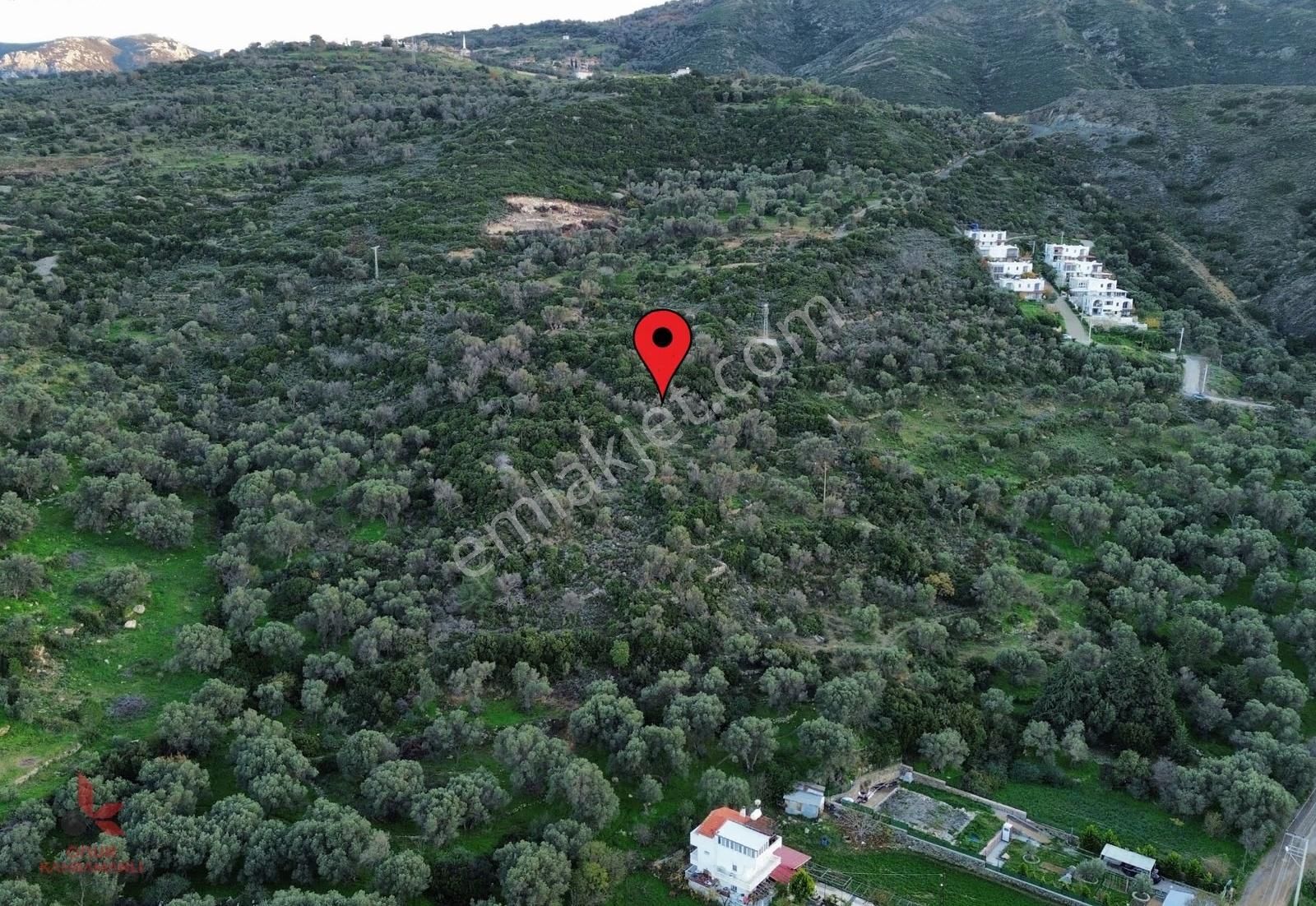 Karaburun'da Deniz Manzaralı 3193 M² Zeytinlik - Denize 350m - Görsel 3