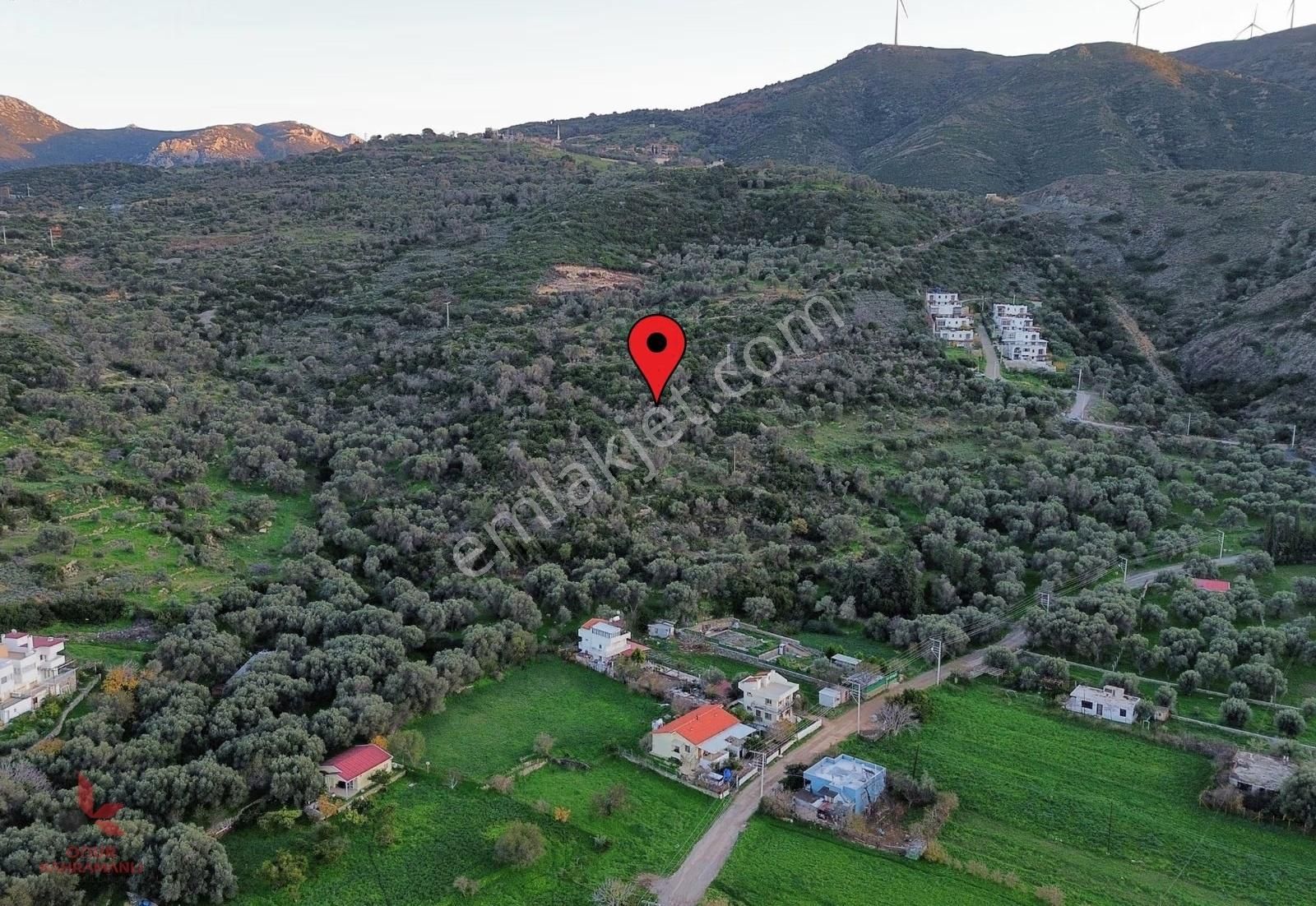 Karaburun'da Deniz Manzaralı 3193 M² Zeytinlik - Denize 350m - Görsel 2