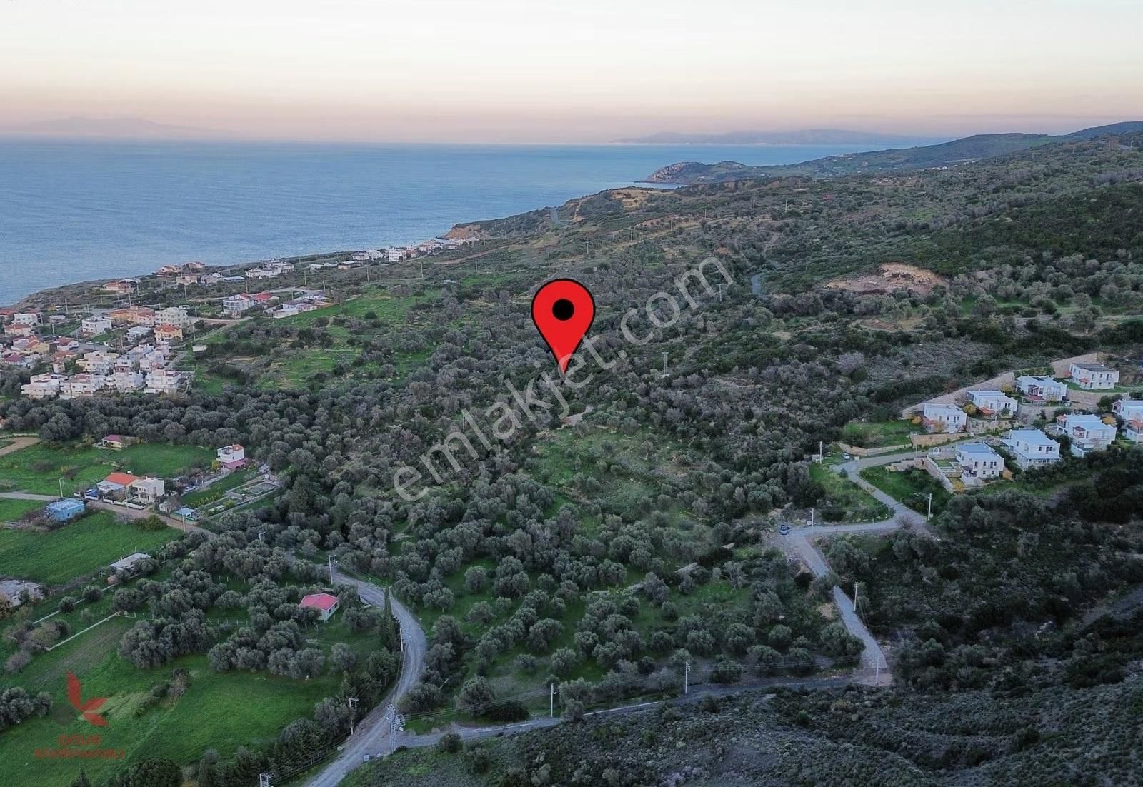 Karaburun'da Deniz Manzaralı 3193 M² Zeytinlik - Denize 350m - Görsel 4