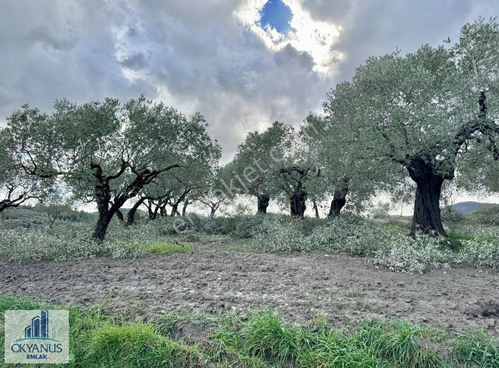 Gökçeköy -ç.osmaniye Asfaltına Sıfır, 190 Mt Yola Cepheli - Görsel 12