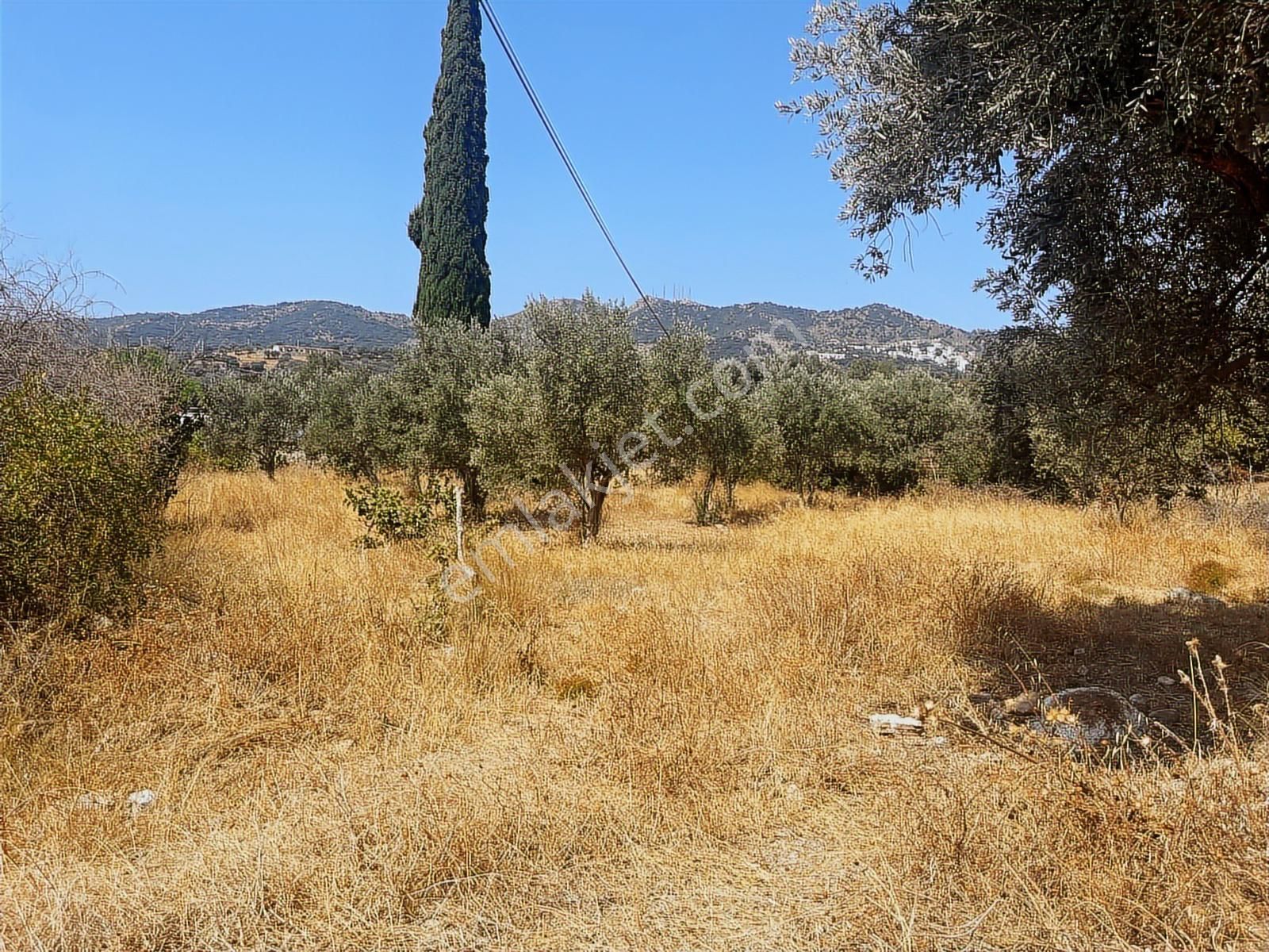 Bodrum Ortaken'te Satılık Tarla