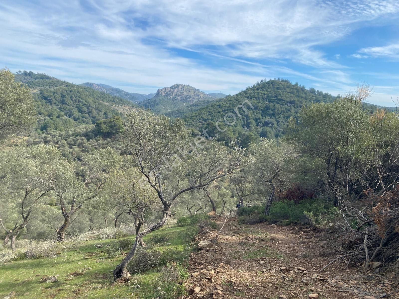 Seferihisar Baraj Bölgesinde Orhanlı Sınırında Verimli 19 Dönüm Zeytinlik