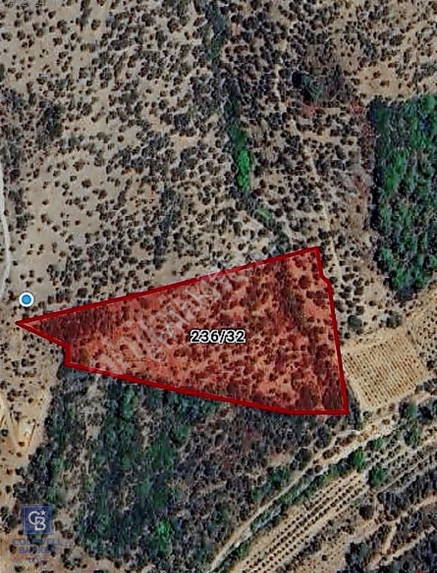 Seferihisar Baraj Bölgesinde Orhanlı Sınırında Verimli 19 Dönüm Zeytinlik - Görsel 2