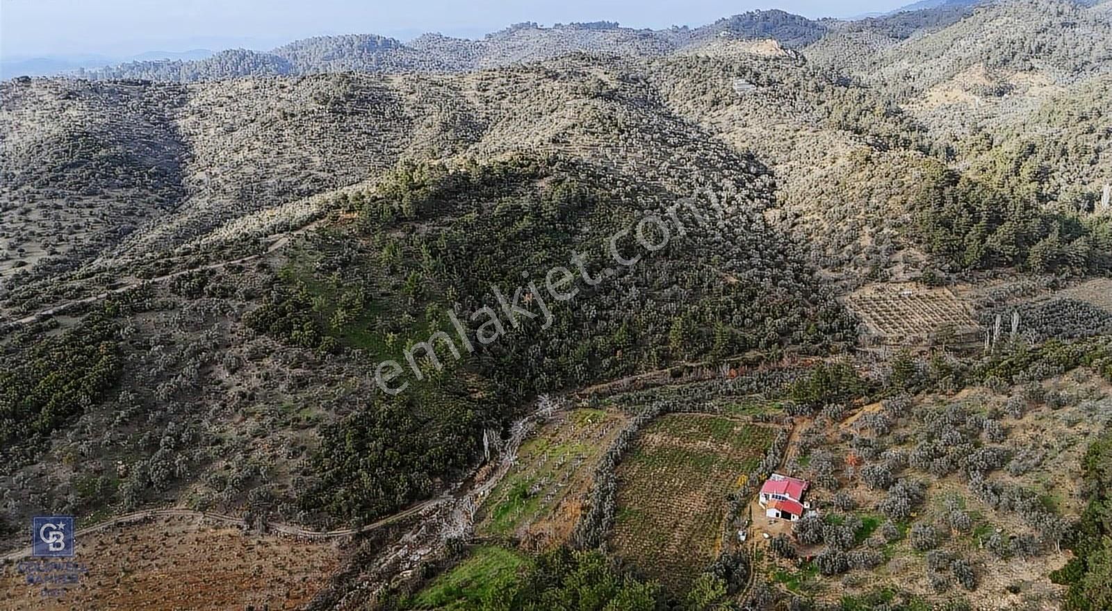 Seferihisar Baraj Bölgesinde Orhanlı Sınırında Verimli 19 Dönüm Zeytinlik - Görsel 6