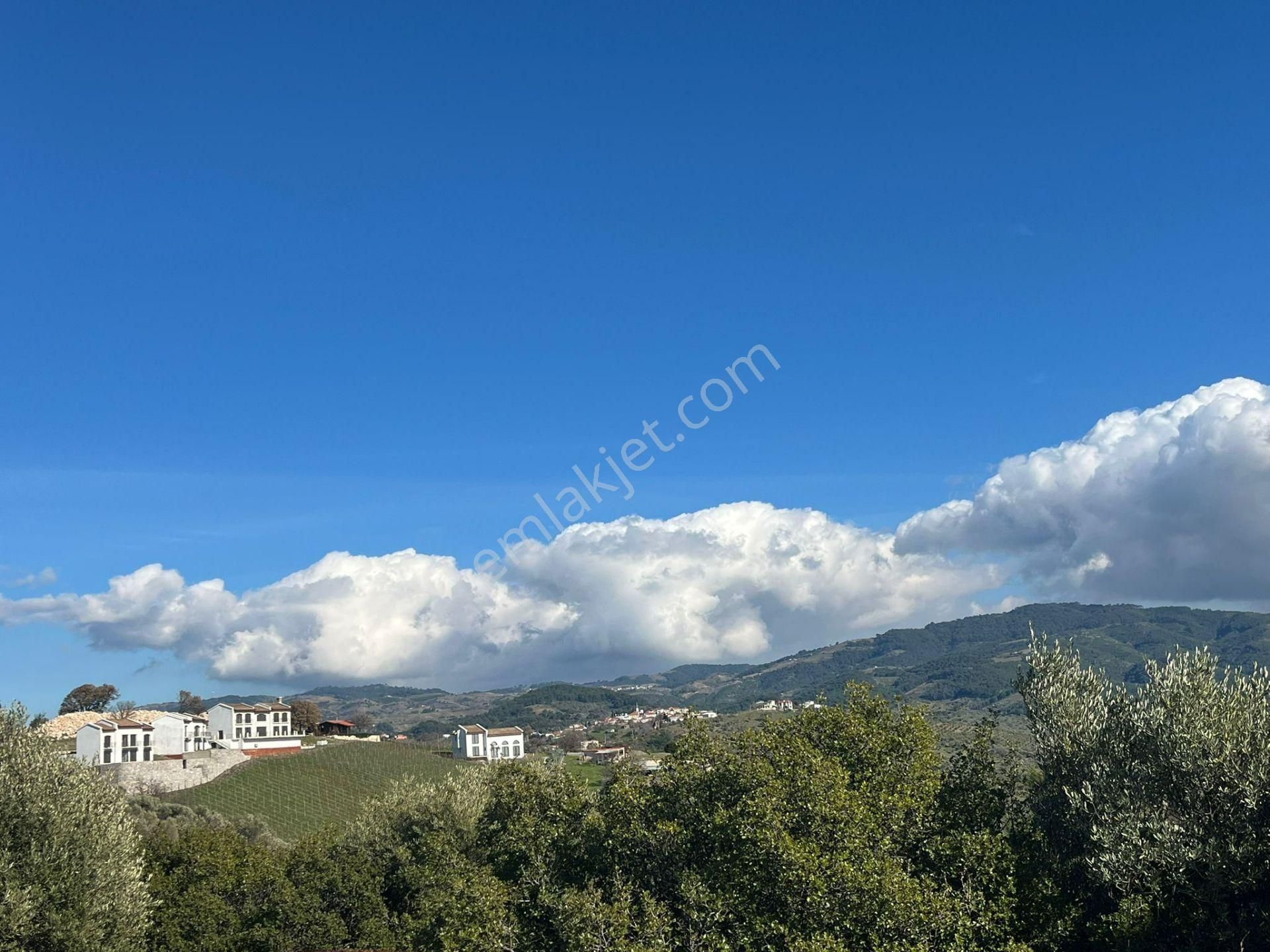 Seferihisar Gölcük Satılık 7 Dönüm Yatırımlık Fırsat Zeytinlik - Görsel 15