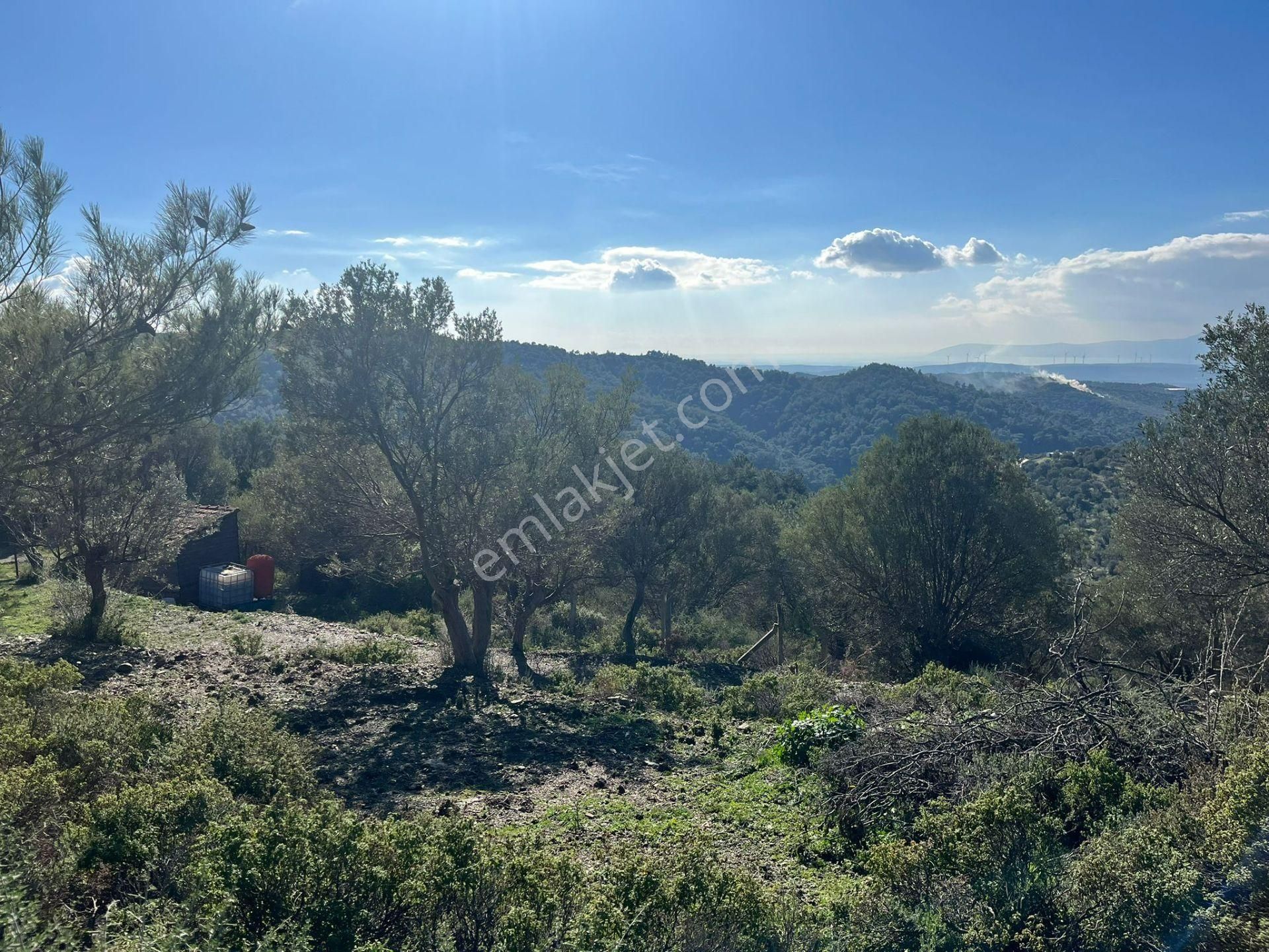 Seferihisar Gölcük Satılık 7 Dönüm Yatırımlık Fırsat Zeytinlik - Görsel 10