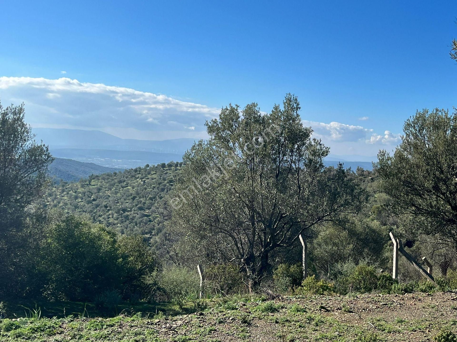 Seferihisar Gölcük Satılık 7 Dönüm Yatırımlık Fırsat Zeytinlik - Görsel 2