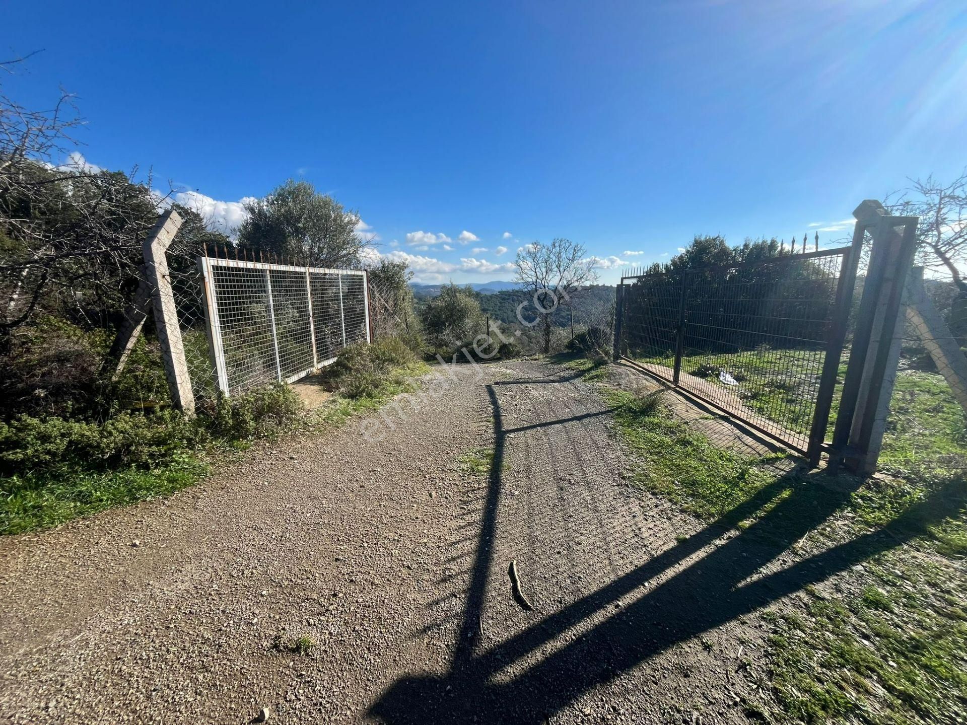 Seferihisar Gölcük Satılık 7 Dönüm Yatırımlık Fırsat Zeytinlik - Görsel 11