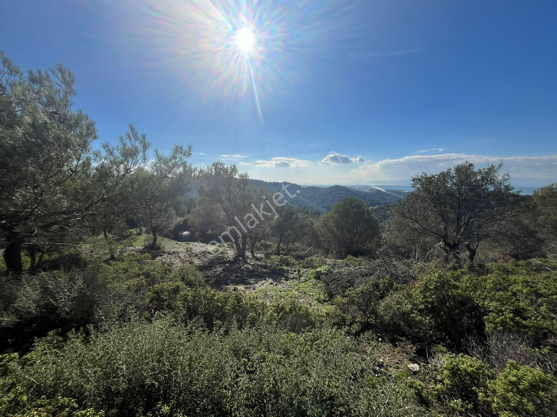Seferihisar Gölcük Satılık 7 Dönüm Yatırımlık Fırsat Zeytinlik - Görsel 9