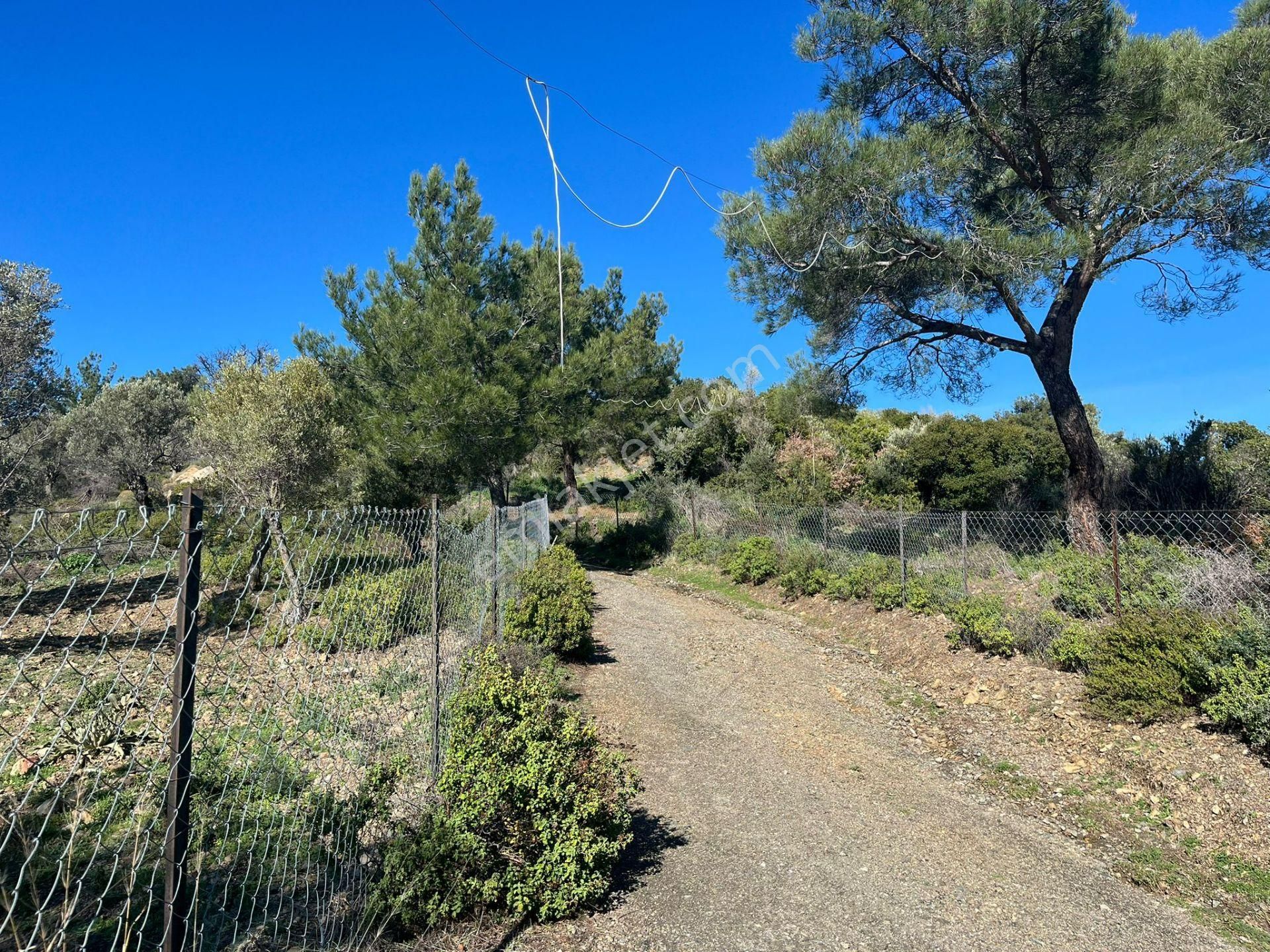 Seferihisar Gölcük Satılık 7 Dönüm Yatırımlık Fırsat Zeytinlik - Görsel 8