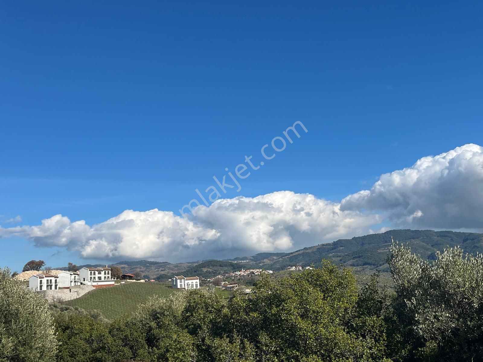 Seferihisar Gölcük Satılık 7 Dönüm Yatırımlık Fırsat Zeytinlik - Görsel 18