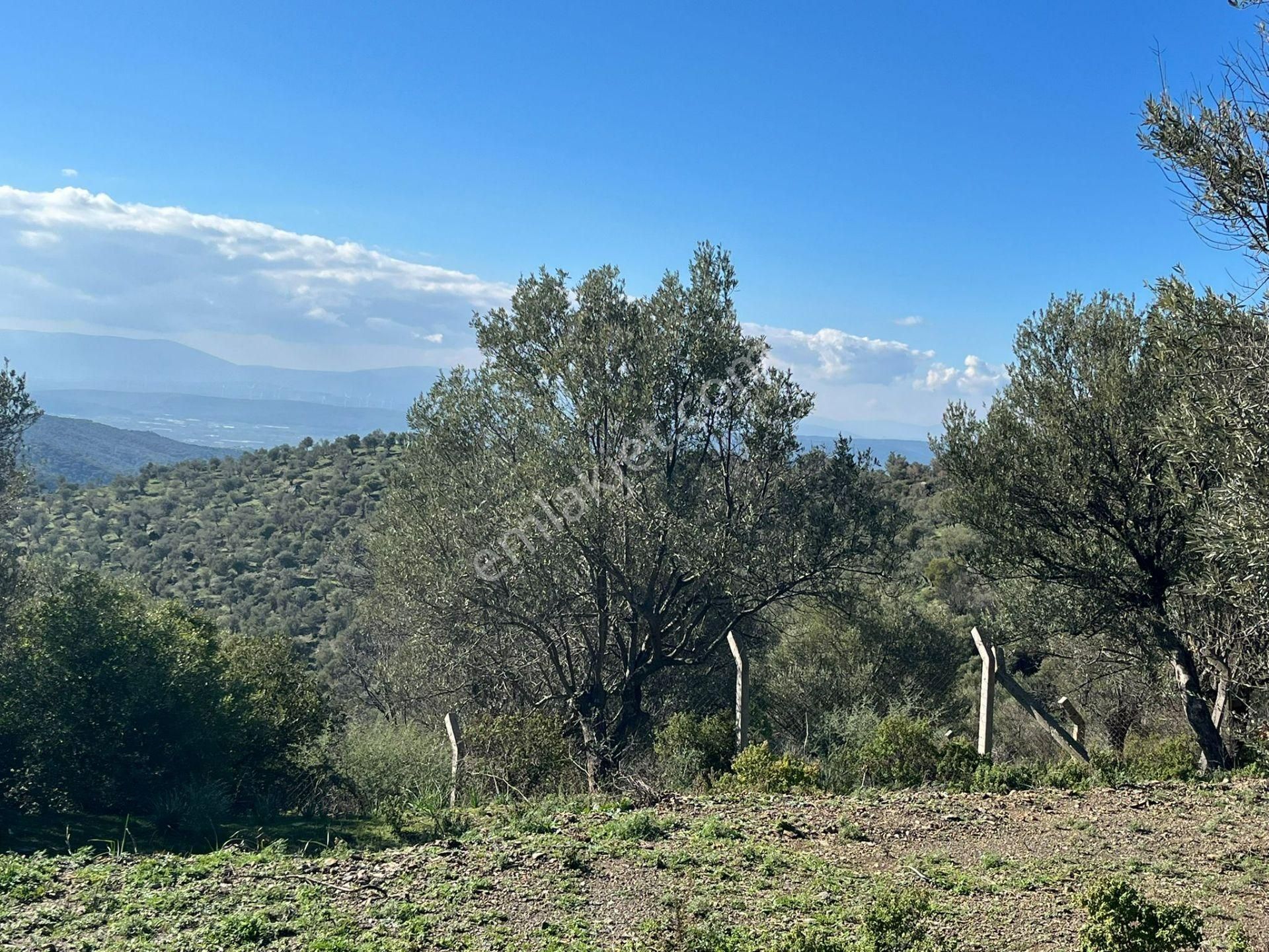 Seferihisar Gölcük Satılık 7 Dönüm Yatırımlık Fırsat Zeytinlik - Görsel 4