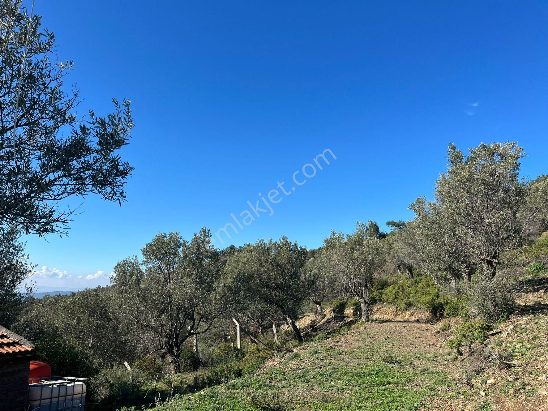 Seferihisar Gölcük Satılık 7 Dönüm Yatırımlık Fırsat Zeytinlik - Görsel 3