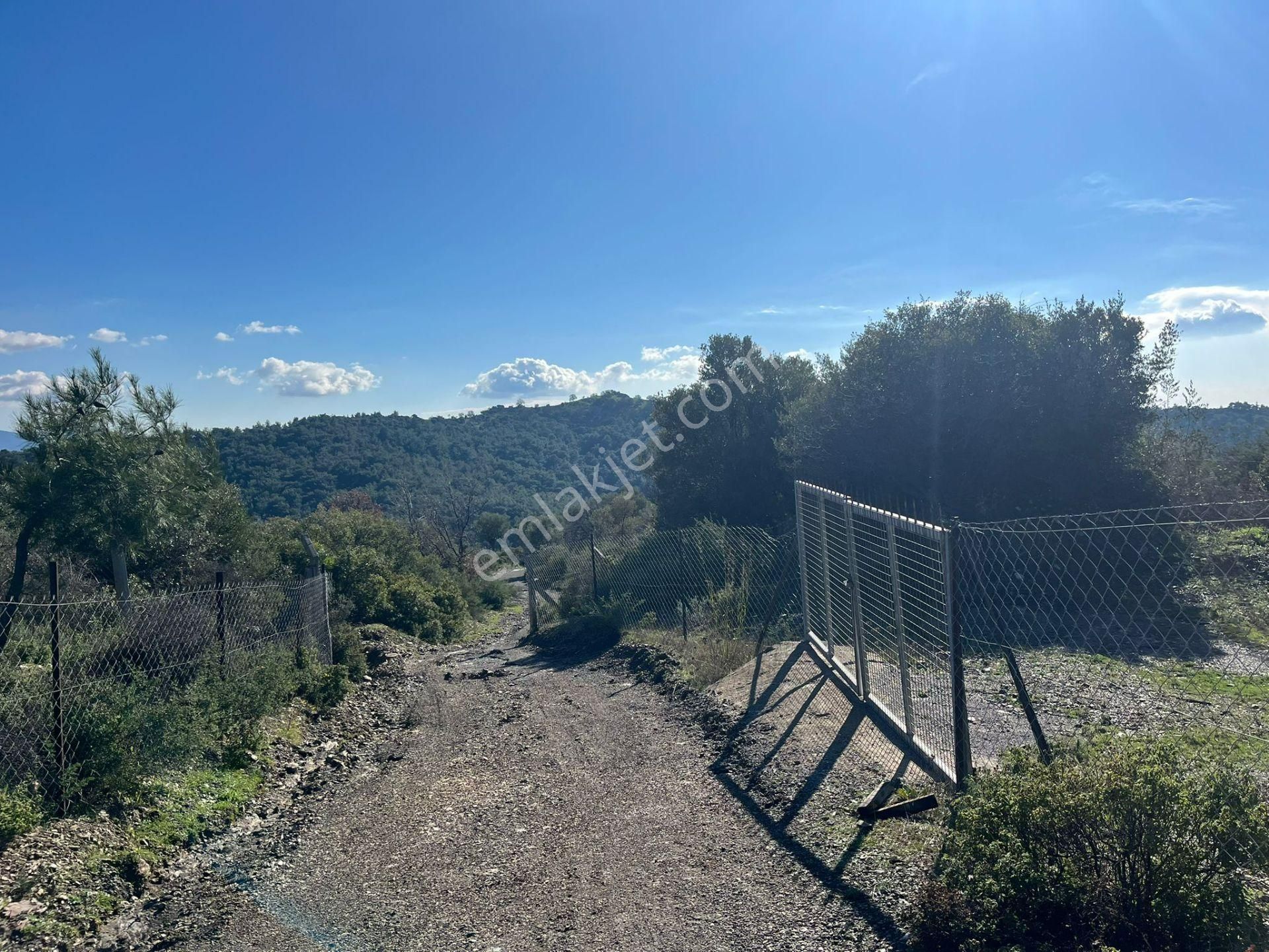 Seferihisar Gölcük Satılık 7 Dönüm Yatırımlık Fırsat Zeytinlik - Görsel 5