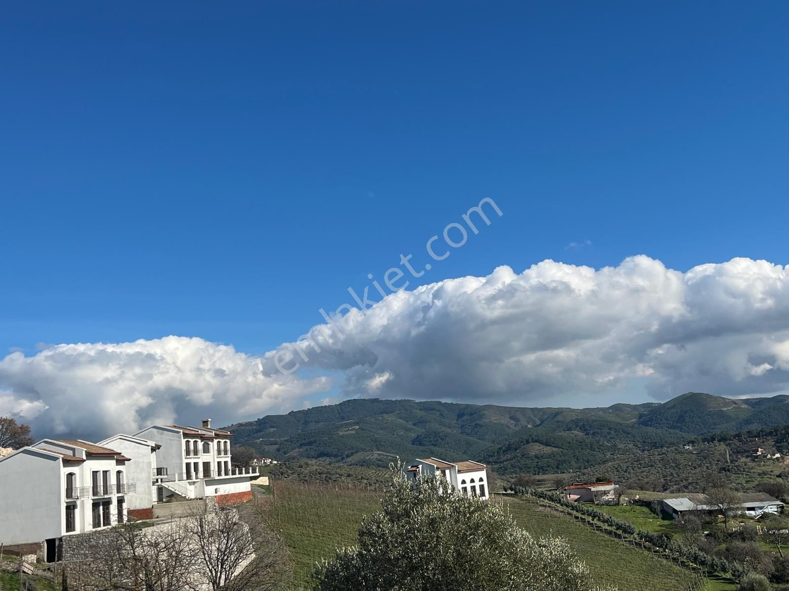 Seferihisar Gölcük Satılık 7 Dönüm Yatırımlık Fırsat Zeytinlik - Görsel 16