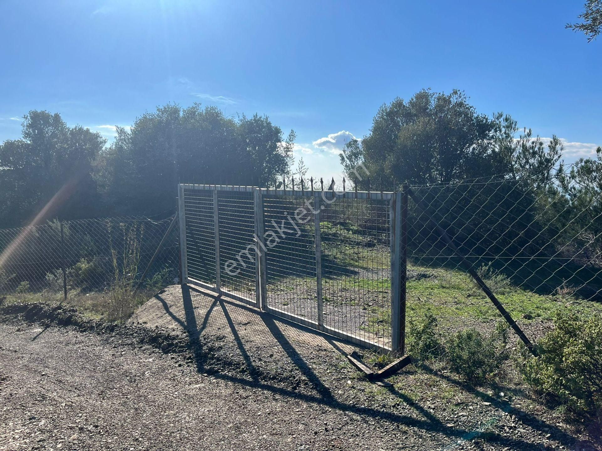 Seferihisar Gölcük Satılık 7 Dönüm Yatırımlık Fırsat Zeytinlik - Görsel 6