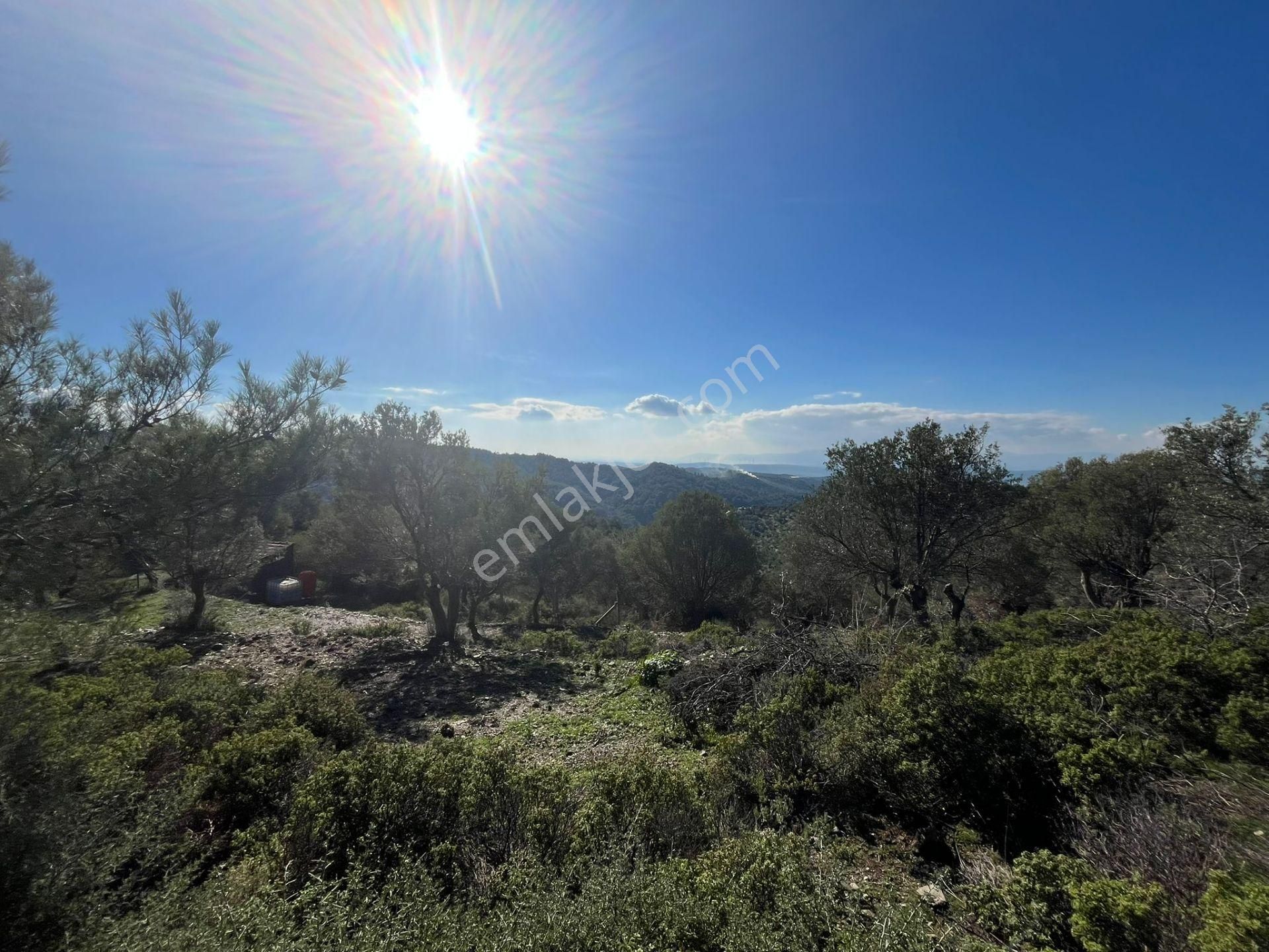 Seferihisar Gölcük Satılık 7 Dönüm Yatırımlık Fırsat Zeytinlik - Görsel 7