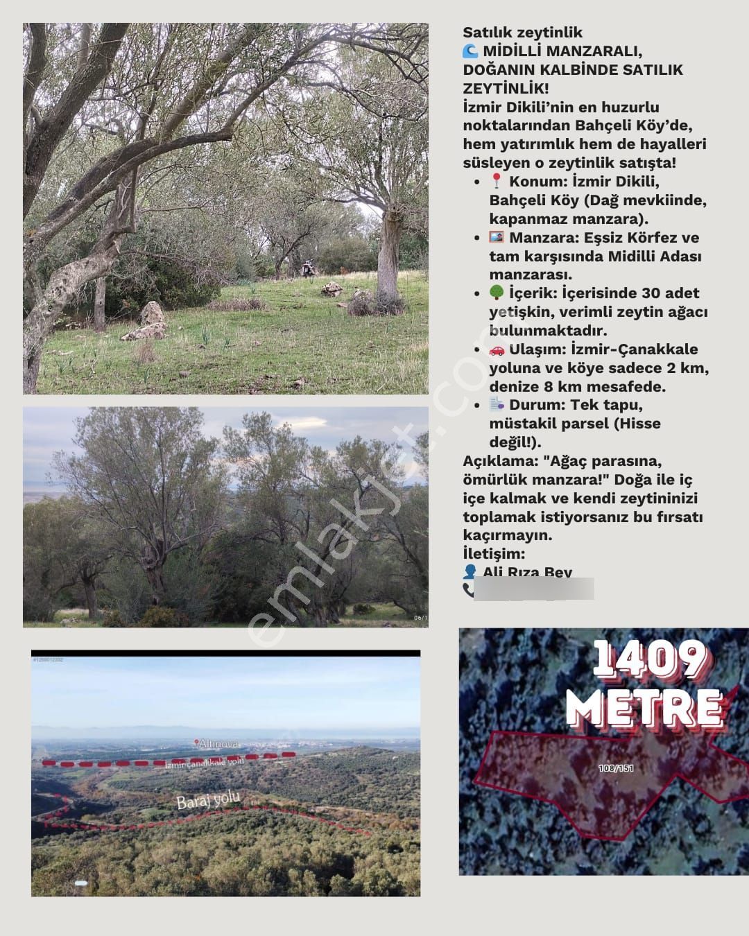 İzmir Dikili Bahçeliköyde Deniz Manzaralı 1.409 Metrekare Satılık Müstakil Tapulu Zeytinlik