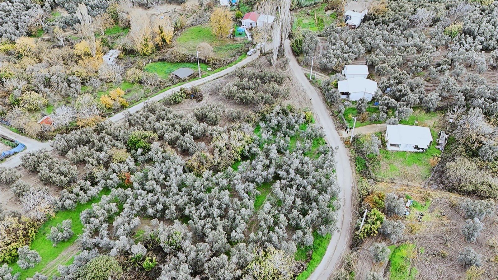 Esen'den Yalı Çiftlik Köyüne 150 Metre Resmi Yola Cephe Tarla - Görsel 2