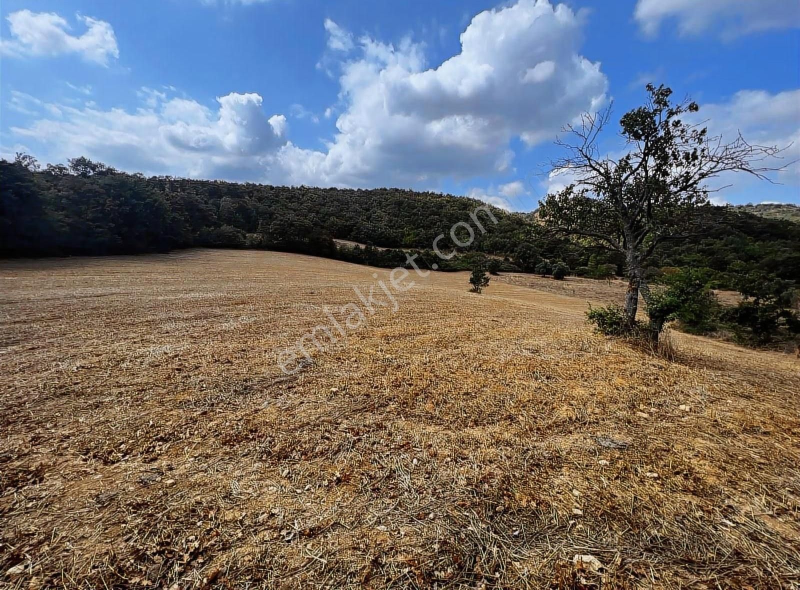 Biga Sarıkaya'da Satılık Müstakil 10 Dönüm Arazi - Görsel 10