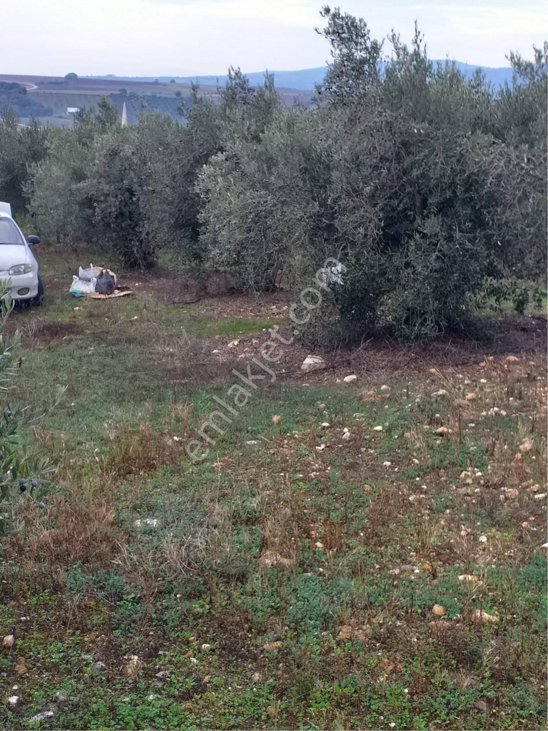 Karacabey Yeşilde Re 664 M2