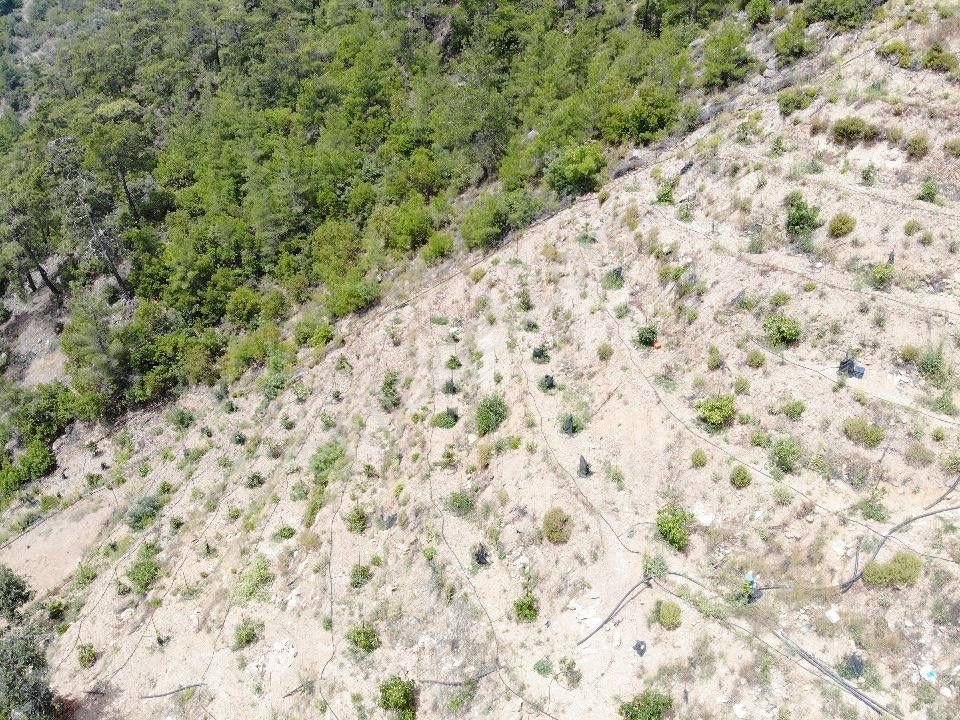 Kızılgüney Mahallesi Şehire 20 Dk Mesafede 24.000m2 Daire Takaslı Kurulu Düzen Avokado Bahçesi - Görsel 9