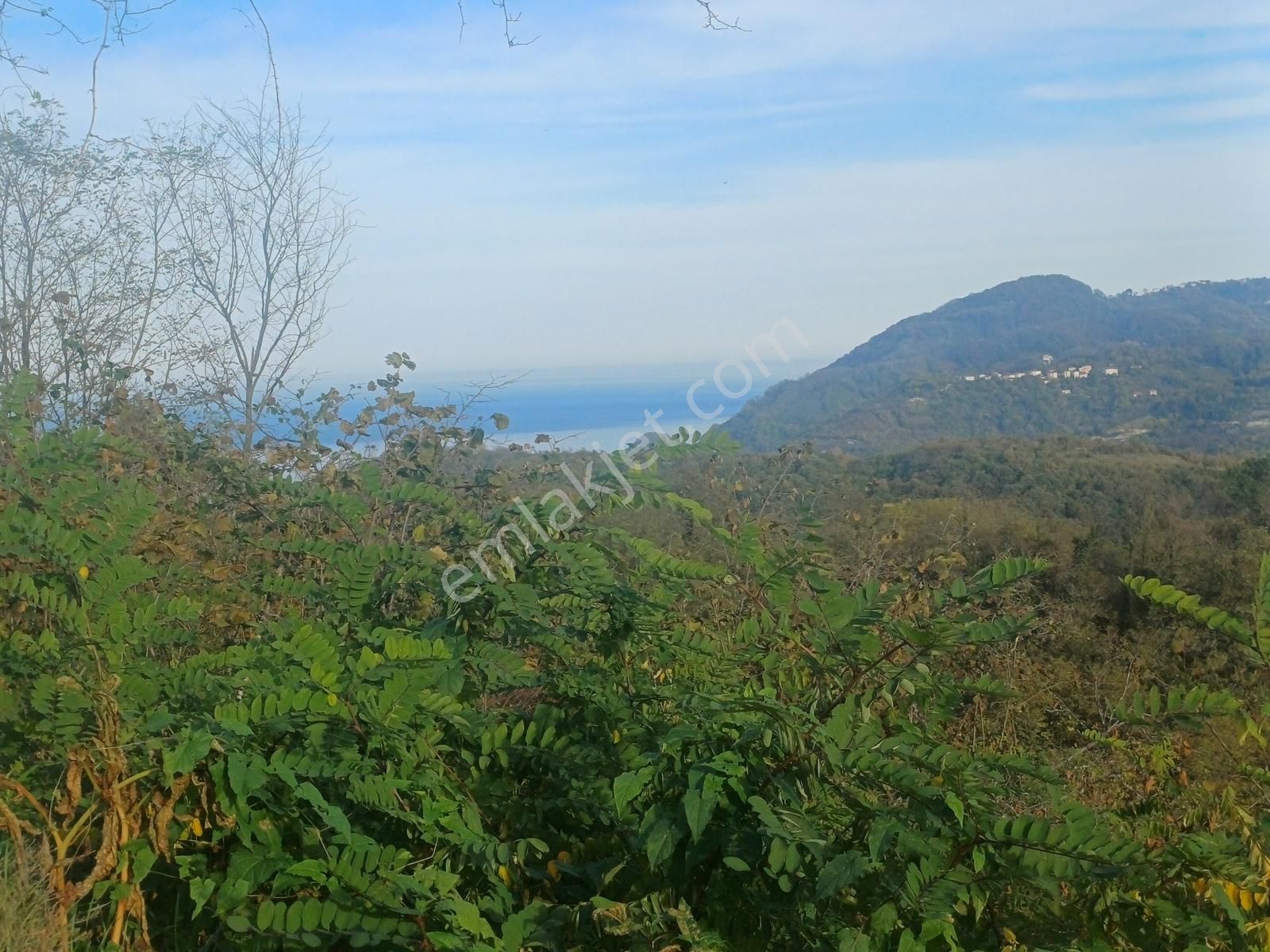 Yason Yarımadasında Parsellenebilir Satılık 7825 M2. Bahçe. - Görsel 20