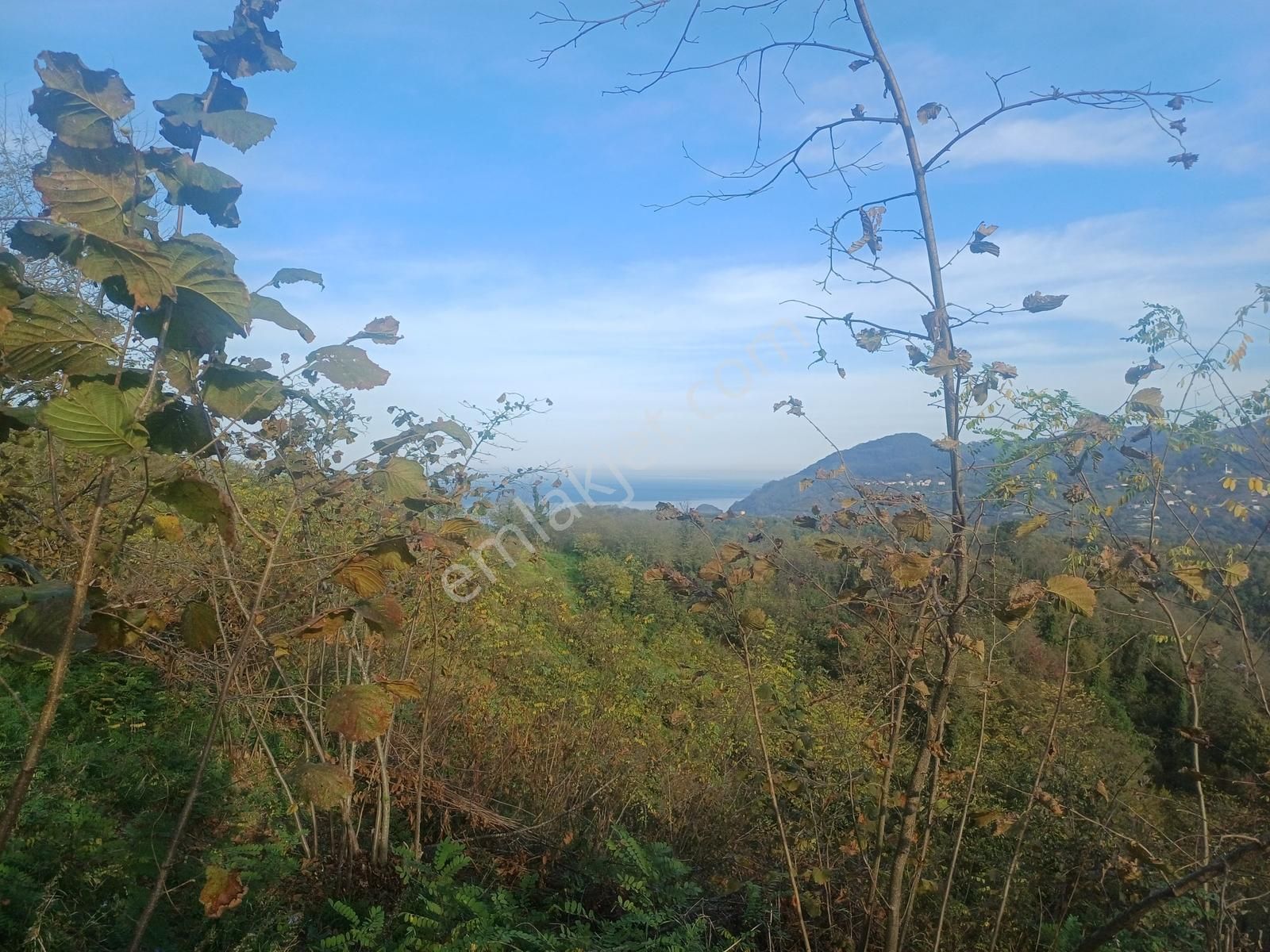 Yason Yarımadasında Parsellenebilir Satılık 7825 M2. Bahçe. - Görsel 8