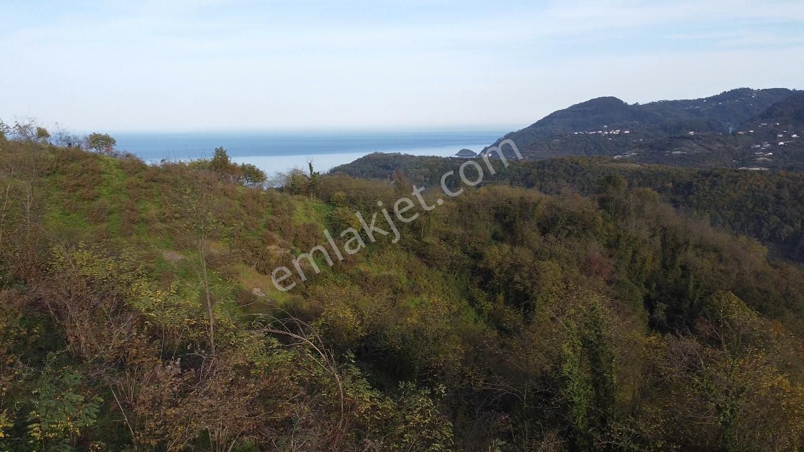 Yason Yarımadasında Parsellenebilir Satılık 7825 M2. Bahçe. - Görsel 5