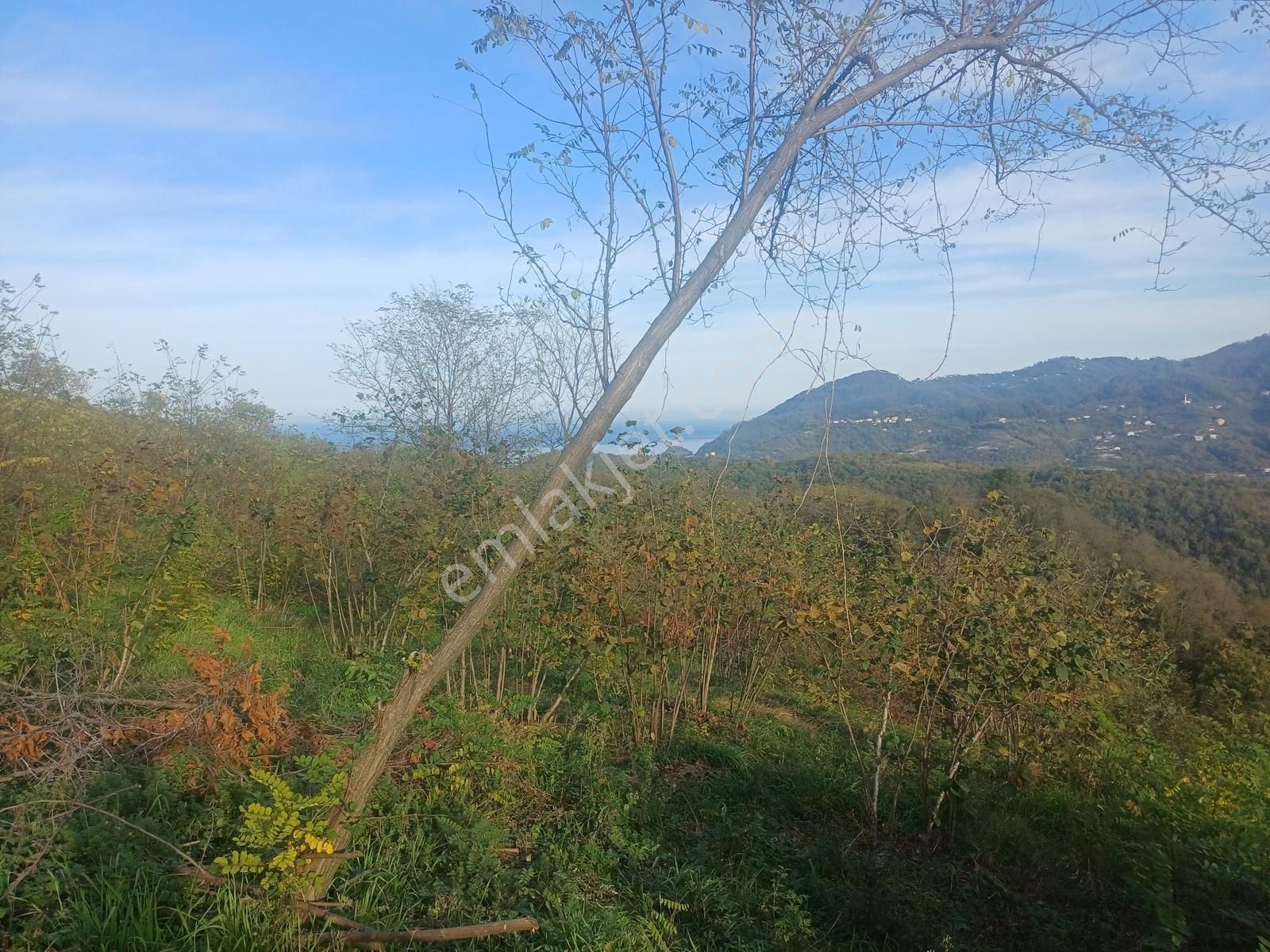 Yason Yarımadasında Parsellenebilir Satılık 7825 M2. Bahçe. - Görsel 13